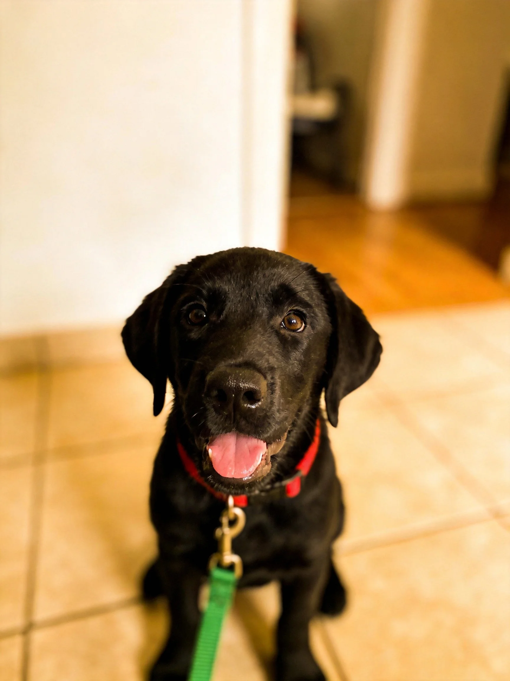 A black dog with red collar sits on tiled floor with green leash