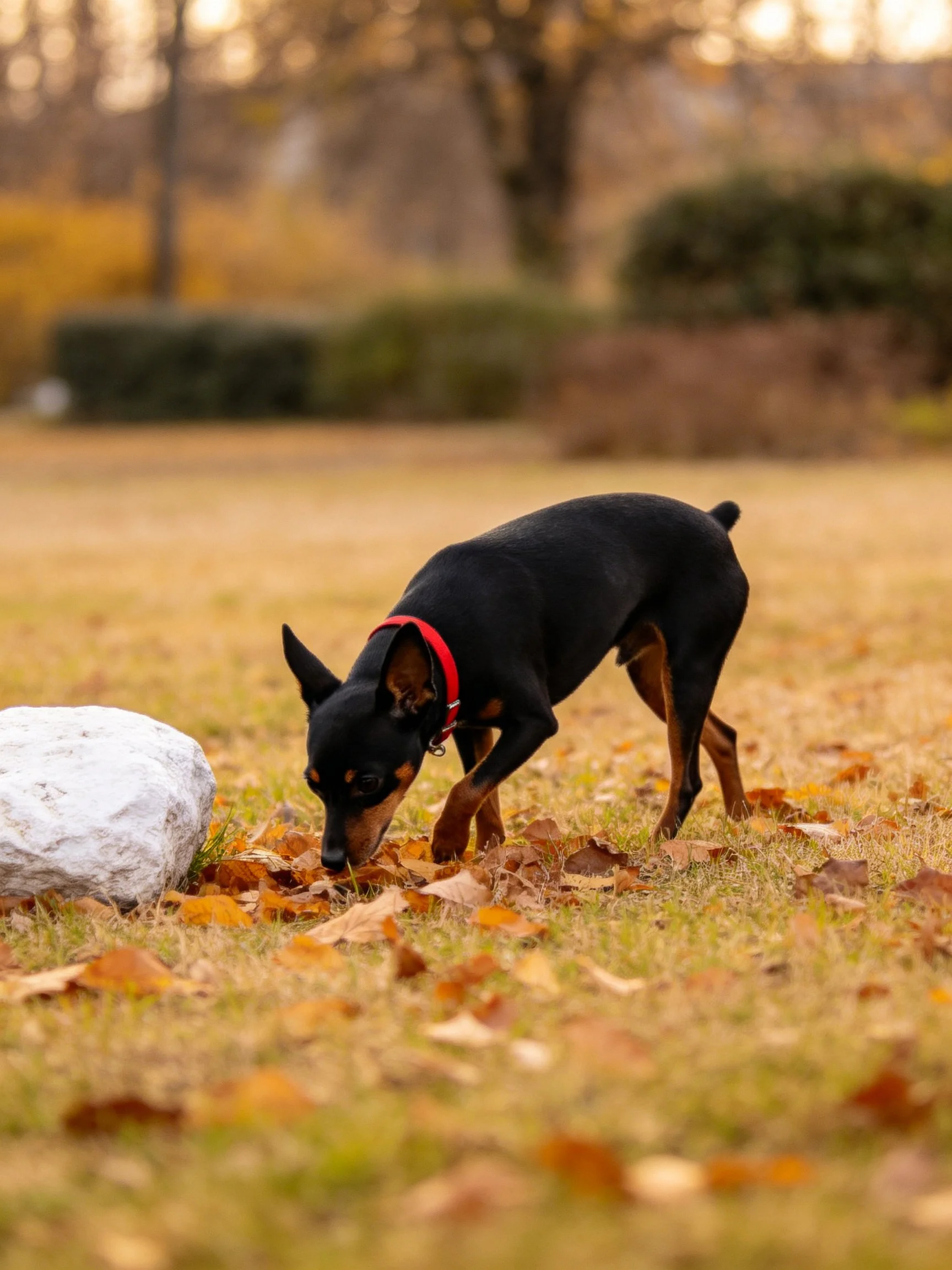 A black dog with a red collar sniffs leaves near a white rock in an autumn park.