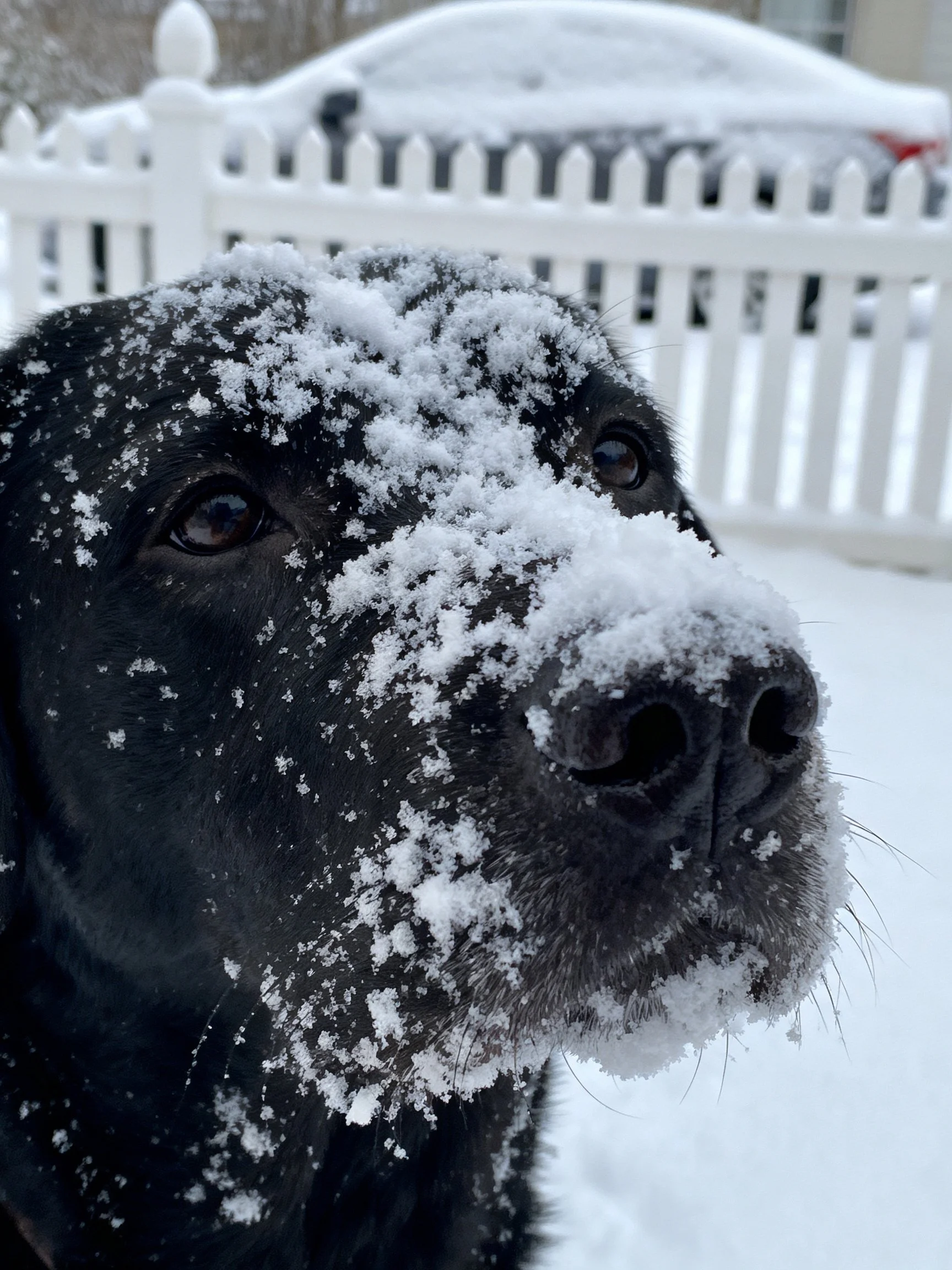 A black dog with snow on its face stands near a white picket fence in a snowy setting.