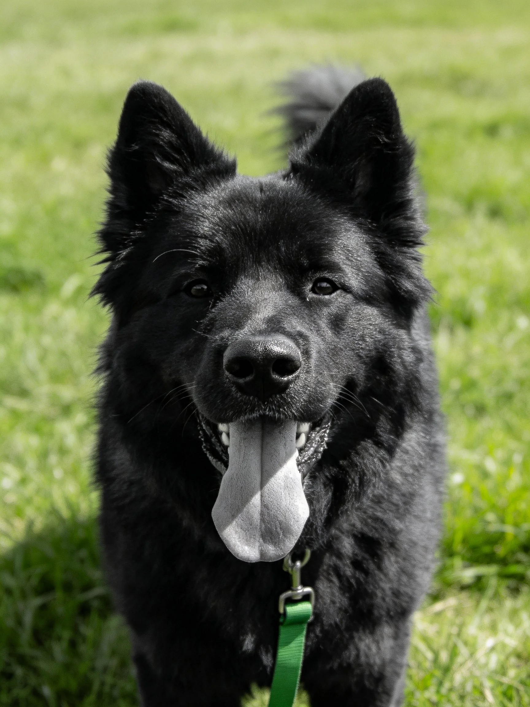A black fluffy dog with a green leash stands on grass, panting.