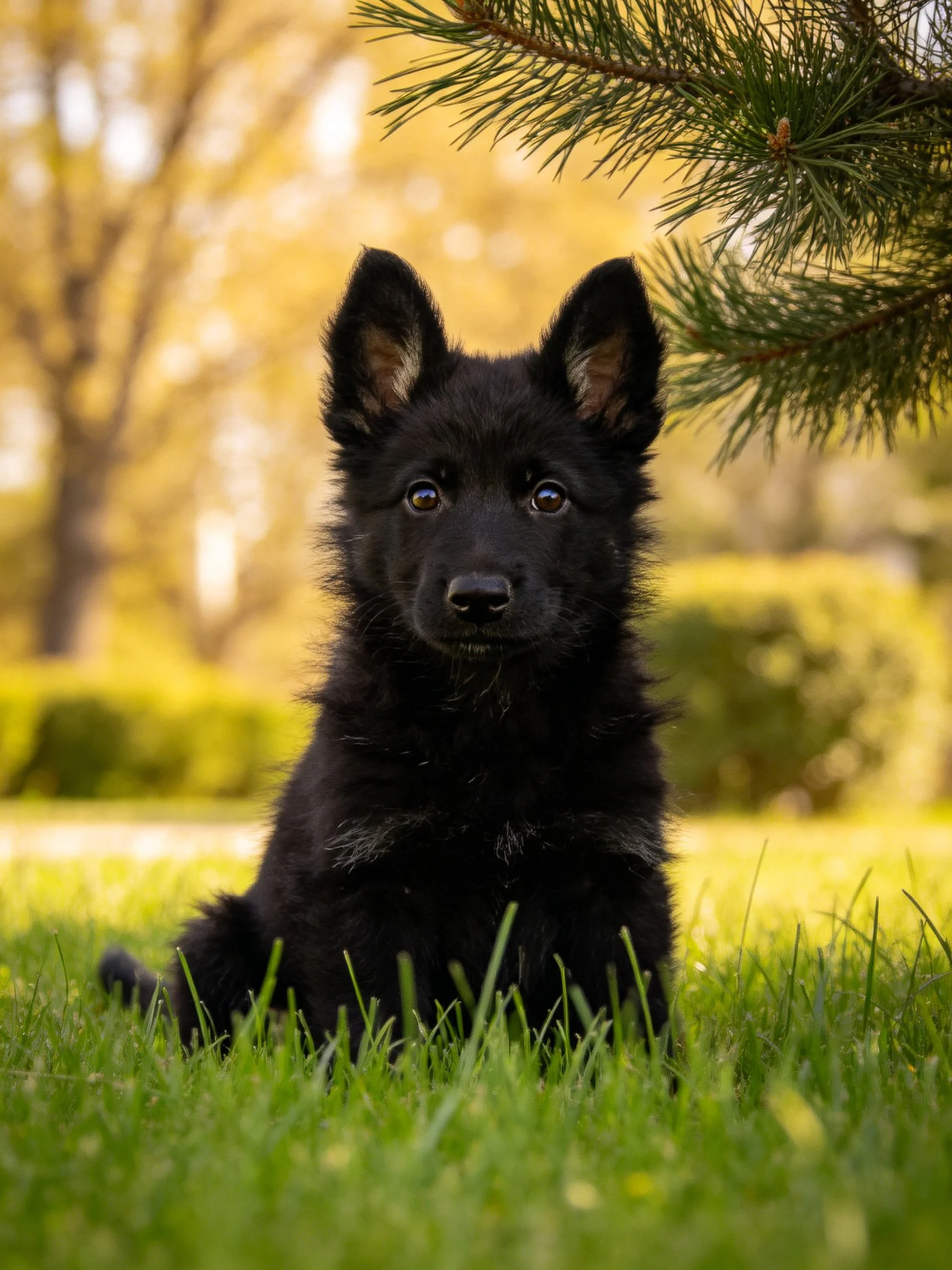 A black puppy sits calmly among green grass and foliage in an outdoor setting.