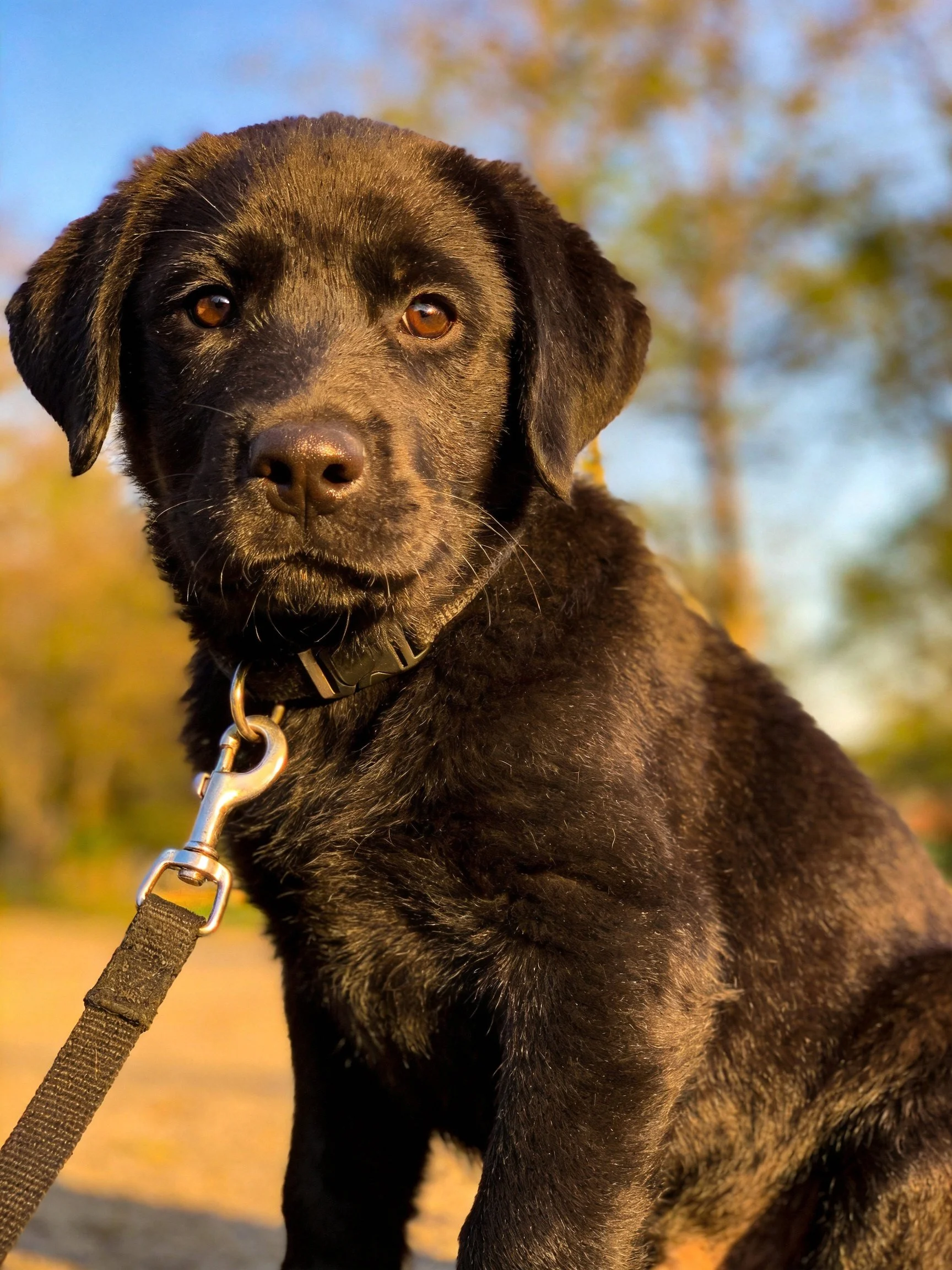 A black puppy with a collar and leash sits outdoors in a sunny area.
