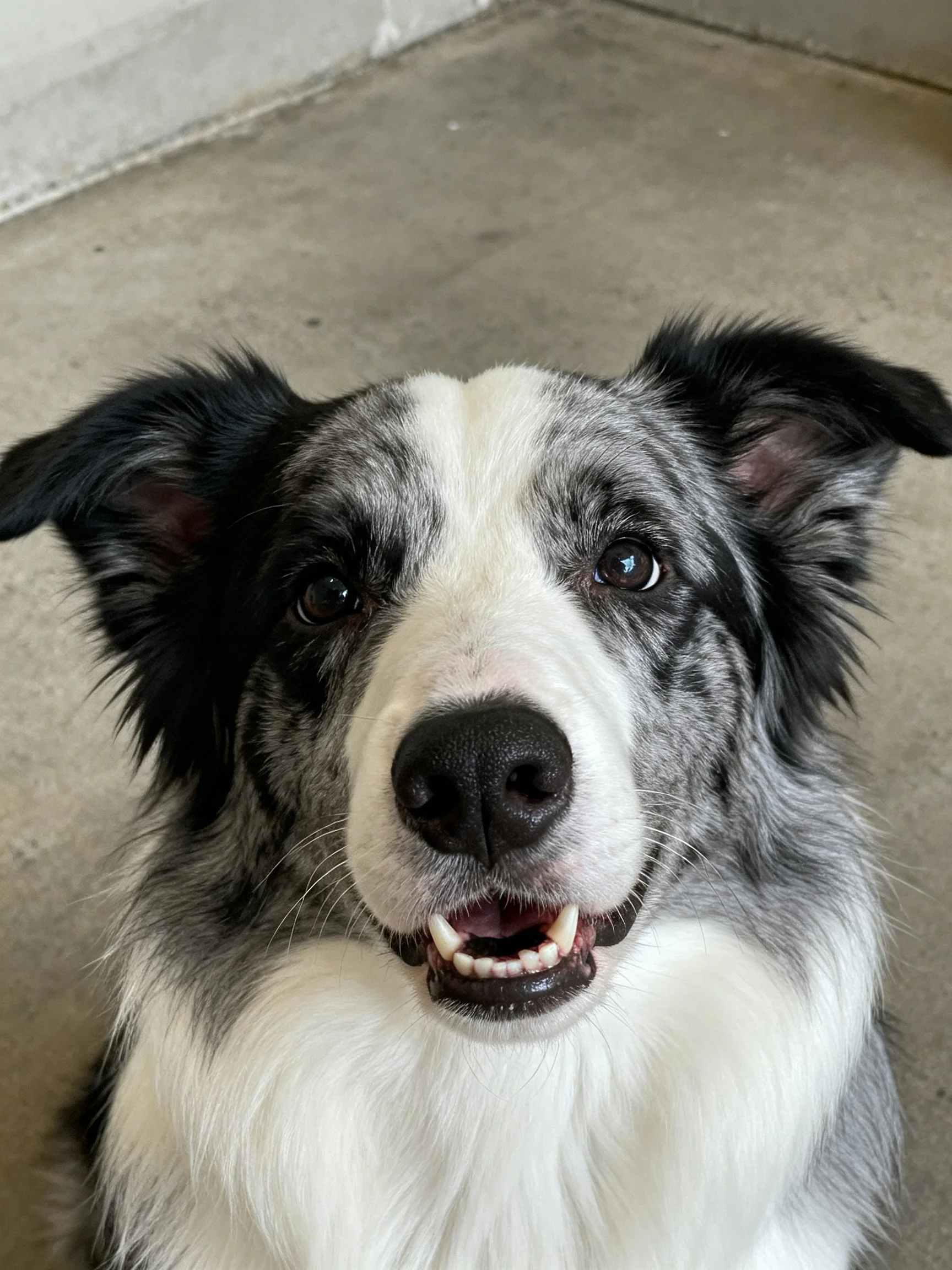 A black, white, and gray dog looks upward with its mouth open.