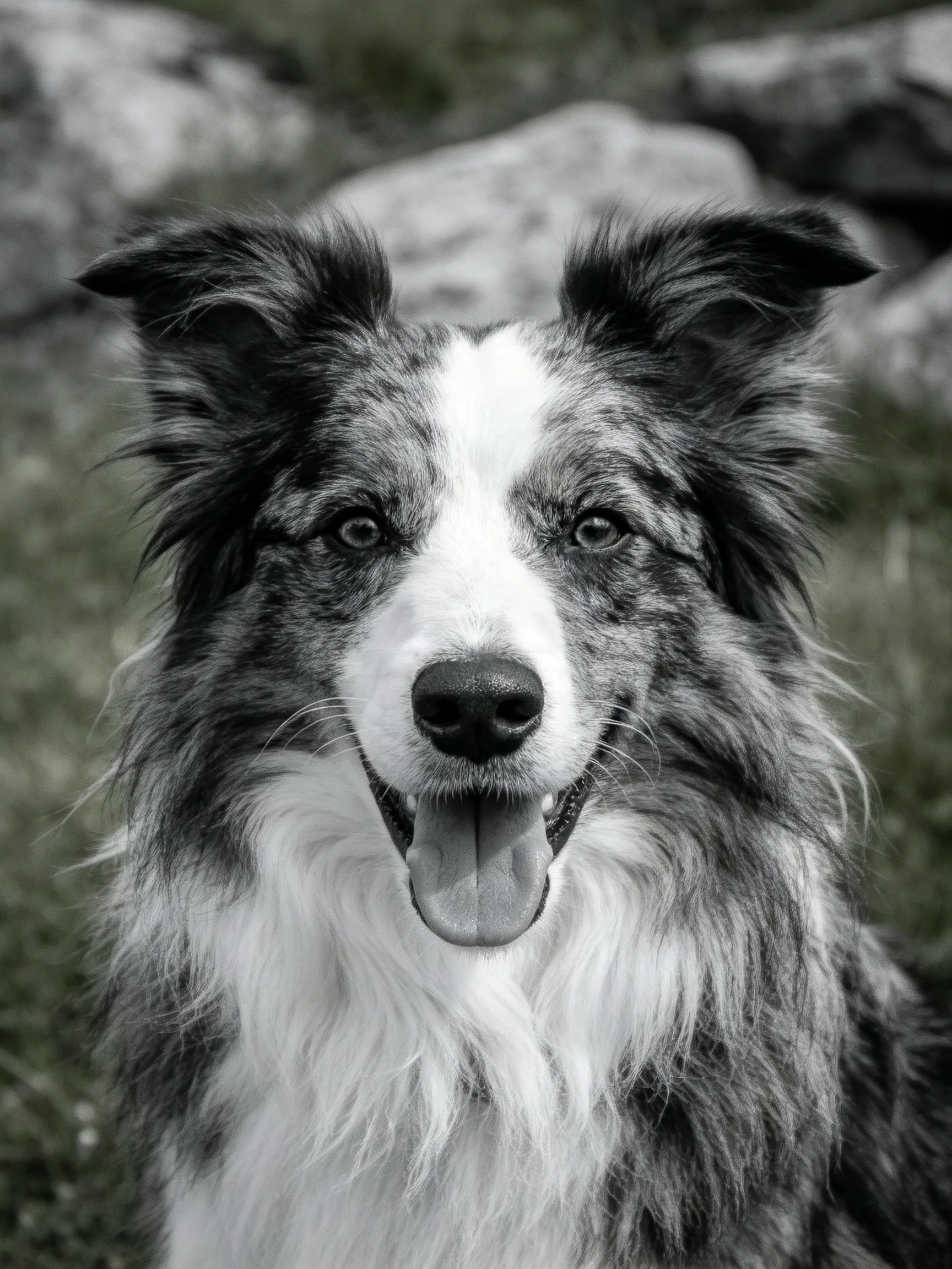 A close - up of a black, white, and gray dog with a happy expression