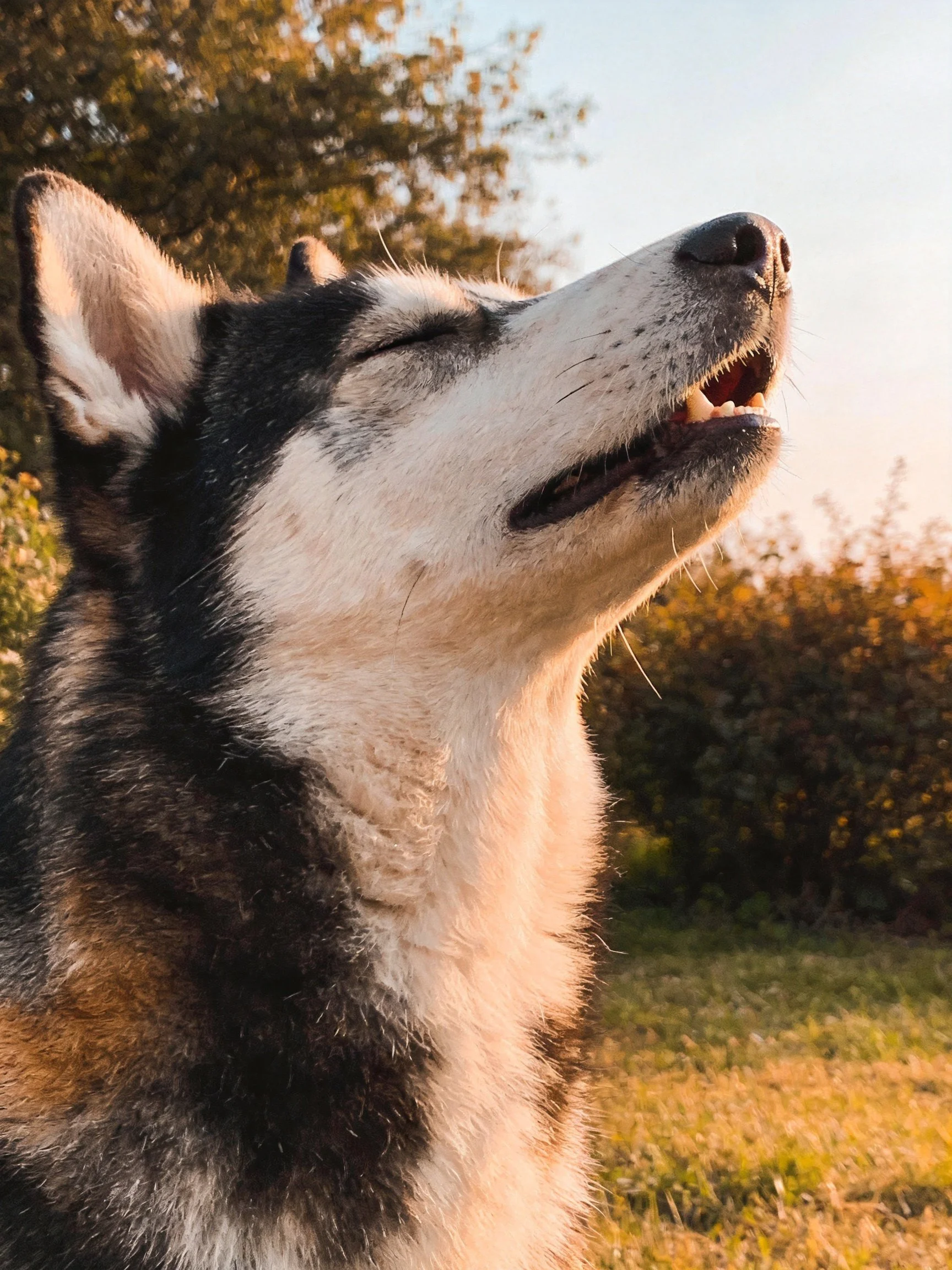 A multi-colored dog relaxes with eyes closed in warm evening light