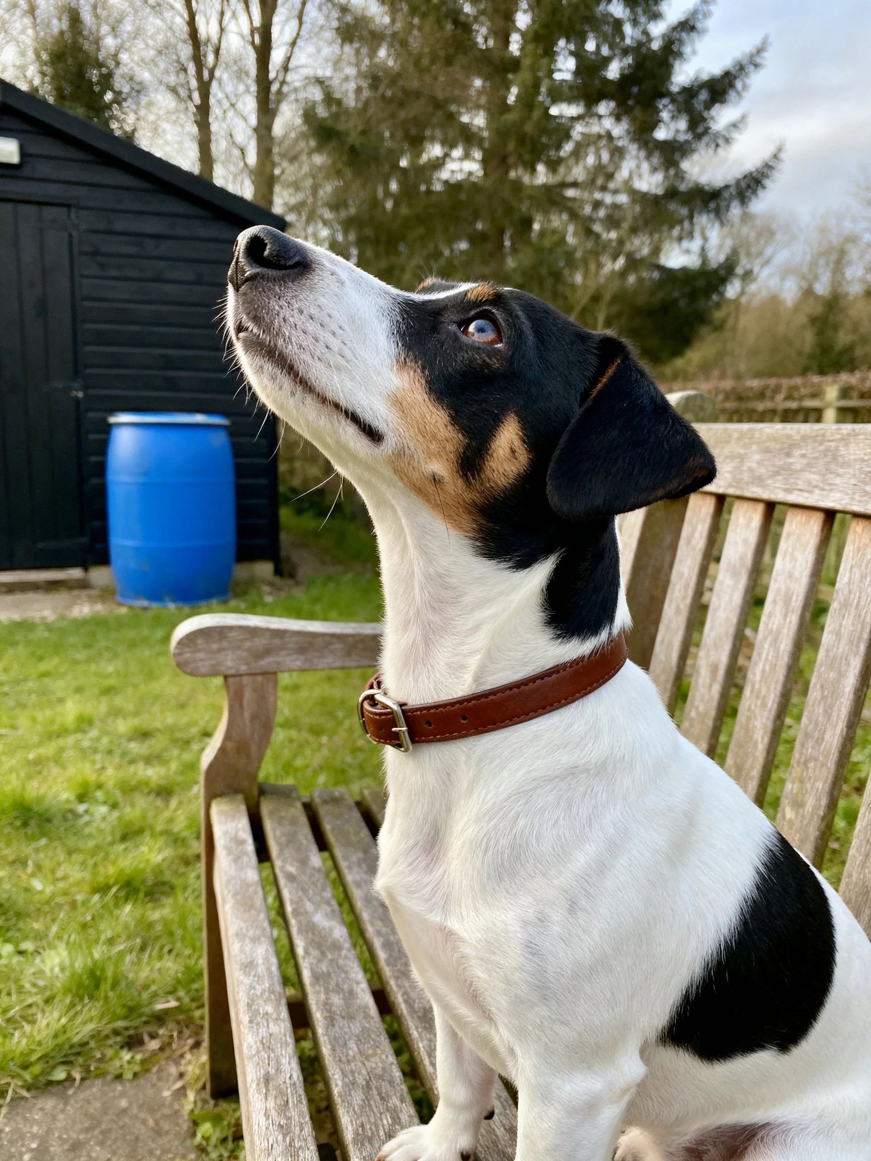 A small dog with black, white, and tan fur sits on a wooden bench, looking upward.