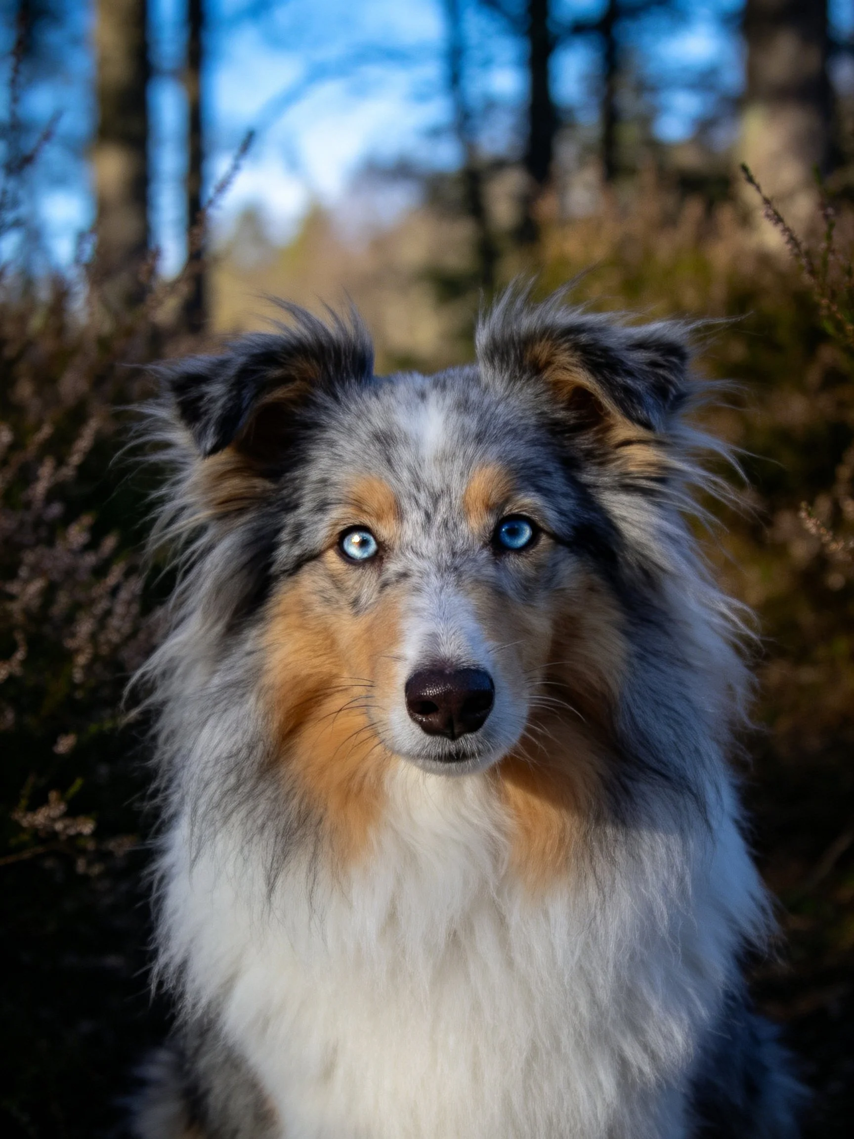 A blue-eyed, tri-colored dog in a forest landscape