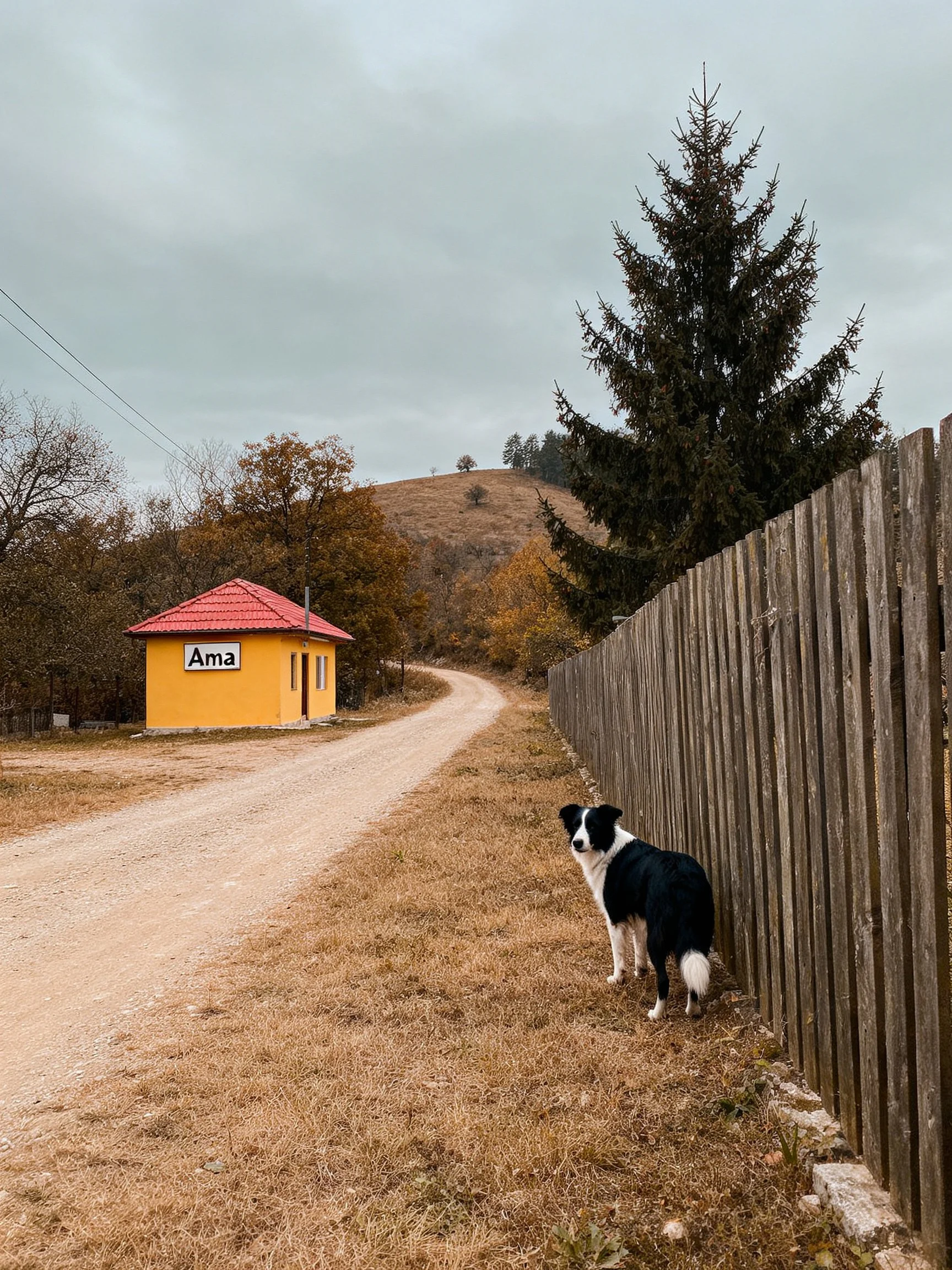 A bright yellow house near a wooden fence with a black-and-white dog