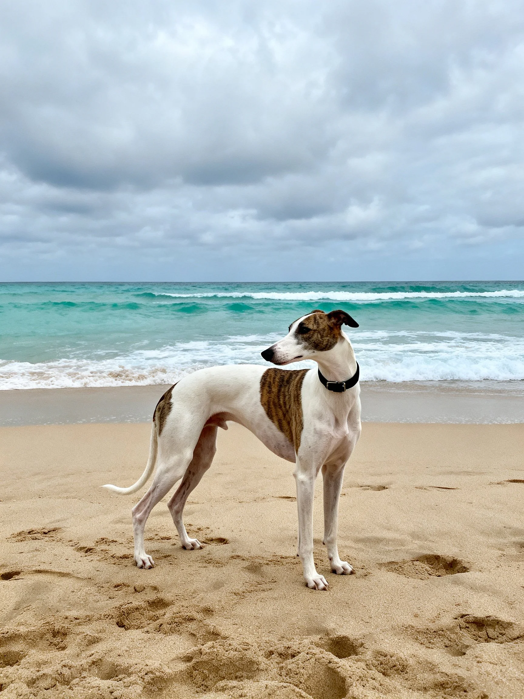 A brindle and white greyhound stands on sandy beach near turquoise ocean