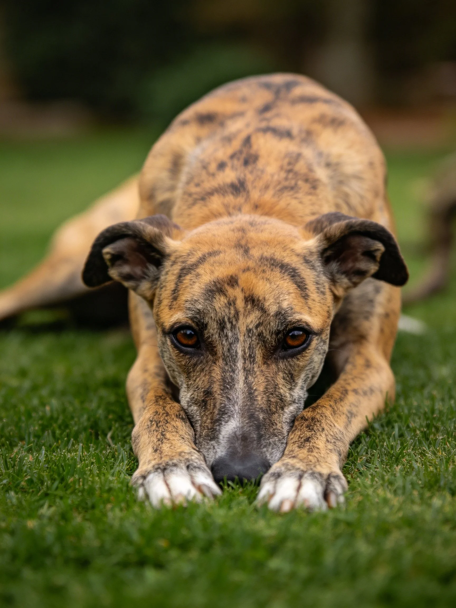 A brindle - coated dog rests on vibrant green grass