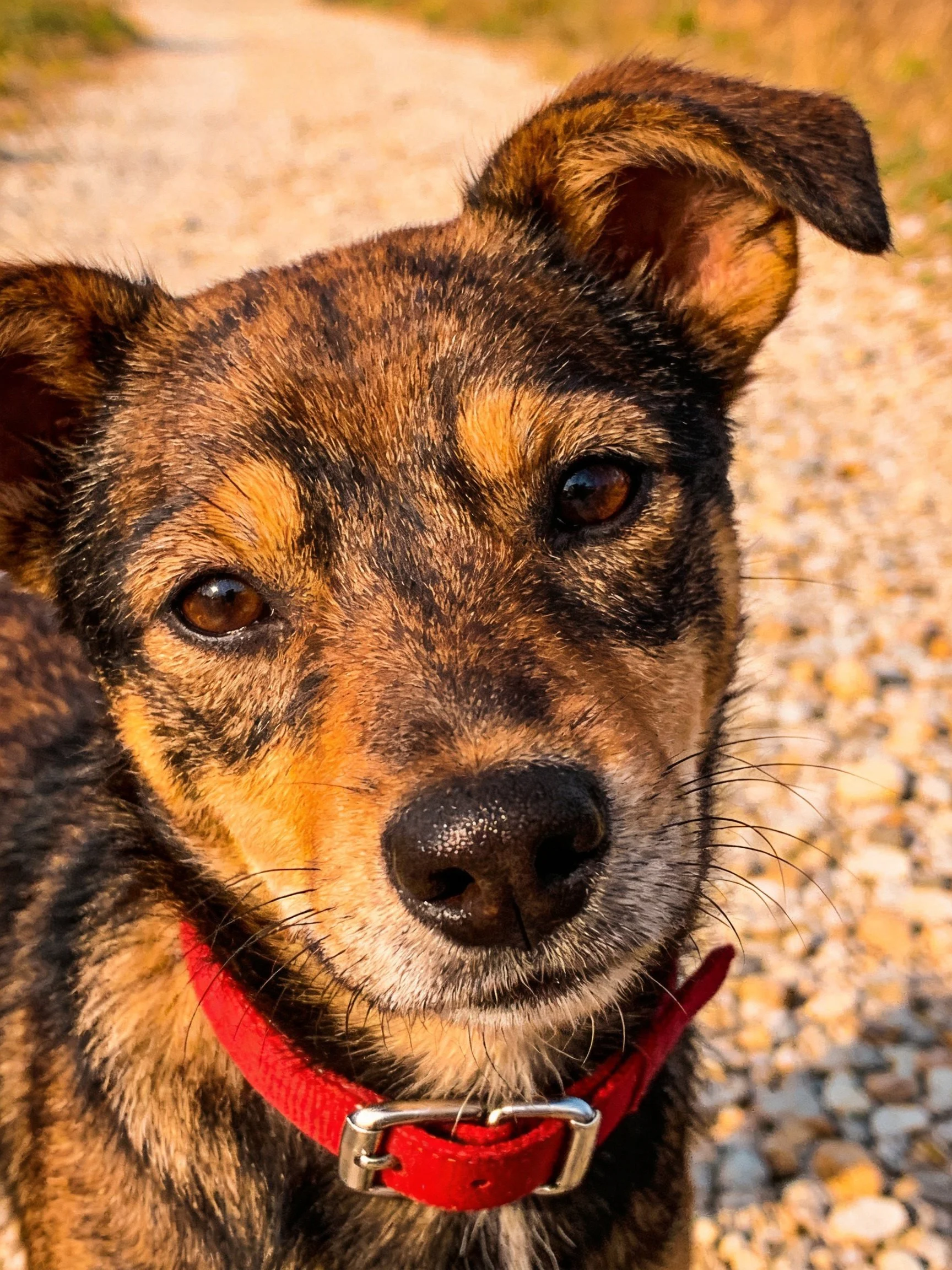 A brindle - coated dog with a bright red collar on a gravel path
