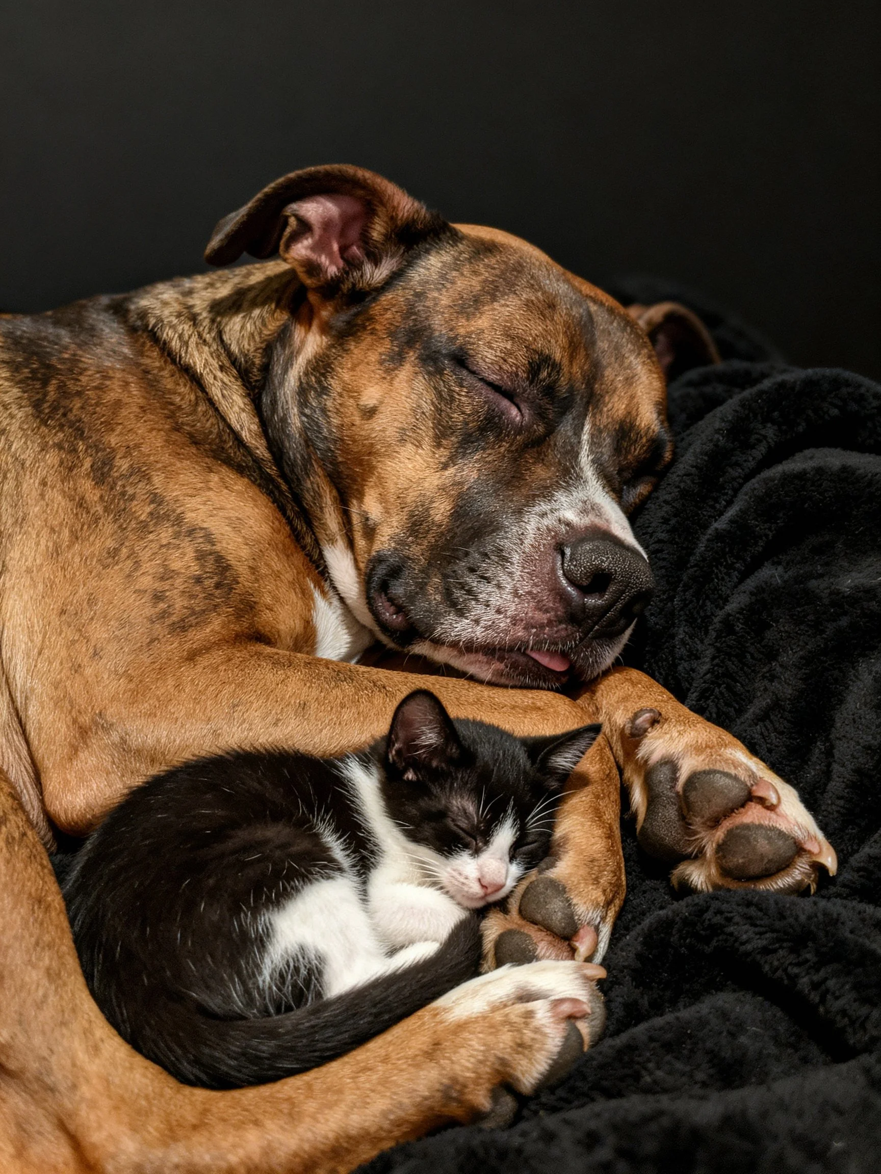 A brindle dog cuddles a black - white kitten on a dark blanket