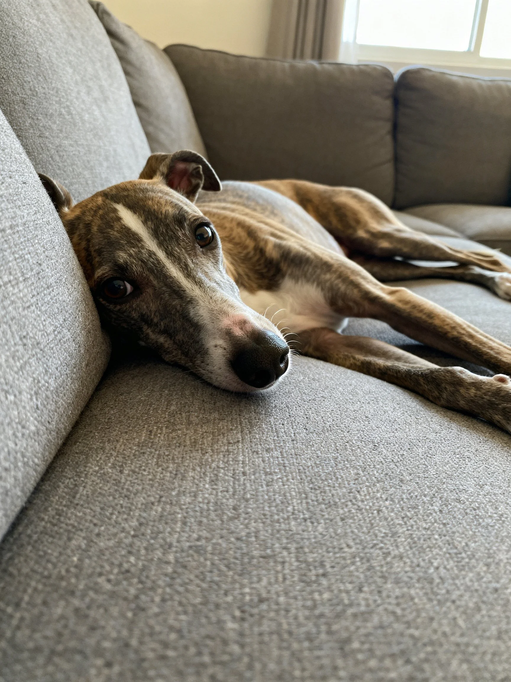 A brindle-patterned dog rests comfortably on a gray sofa in a bright room.