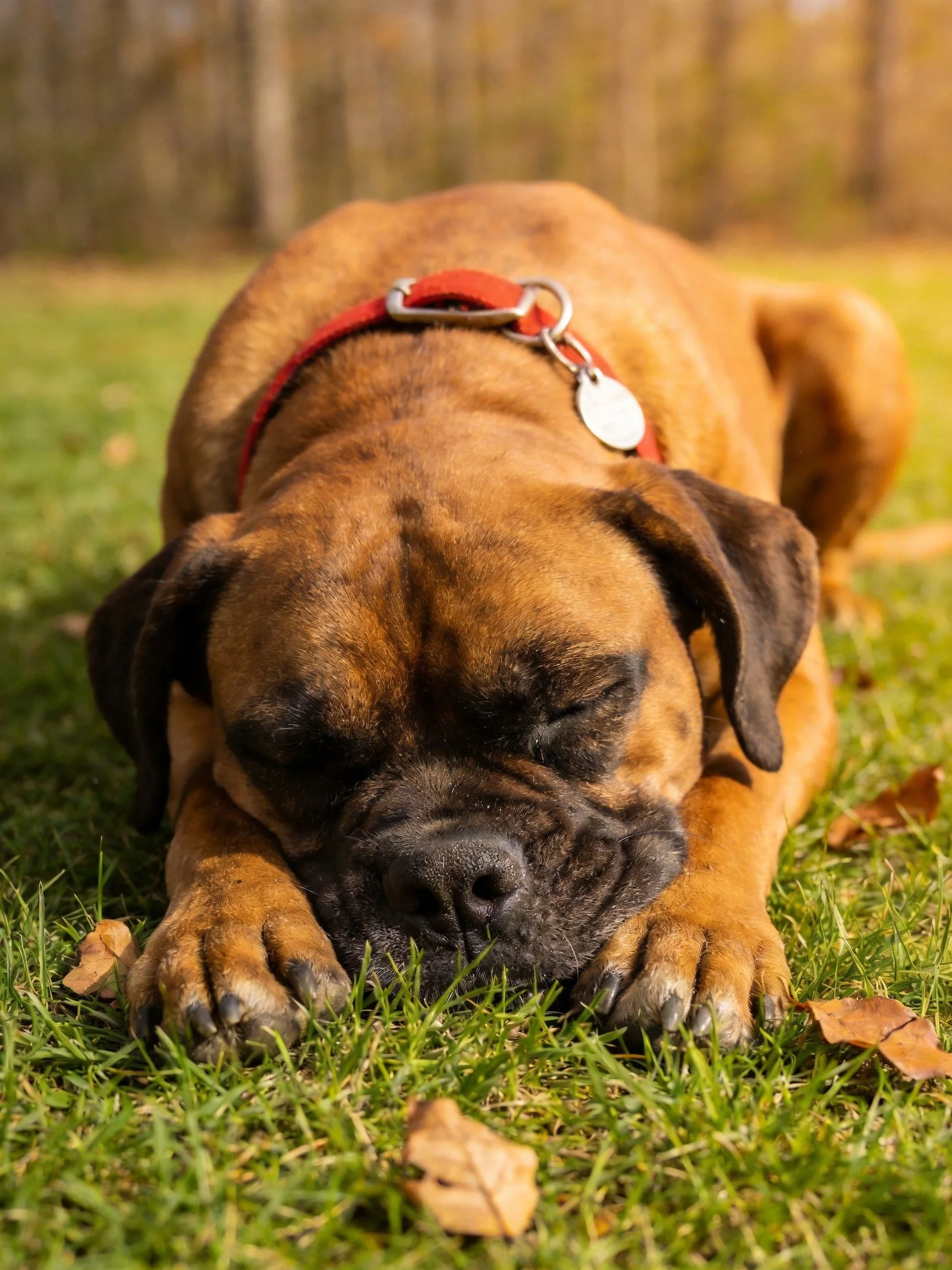 A brown Boxer dog sleeps on green grass amid scattered autumn leaves