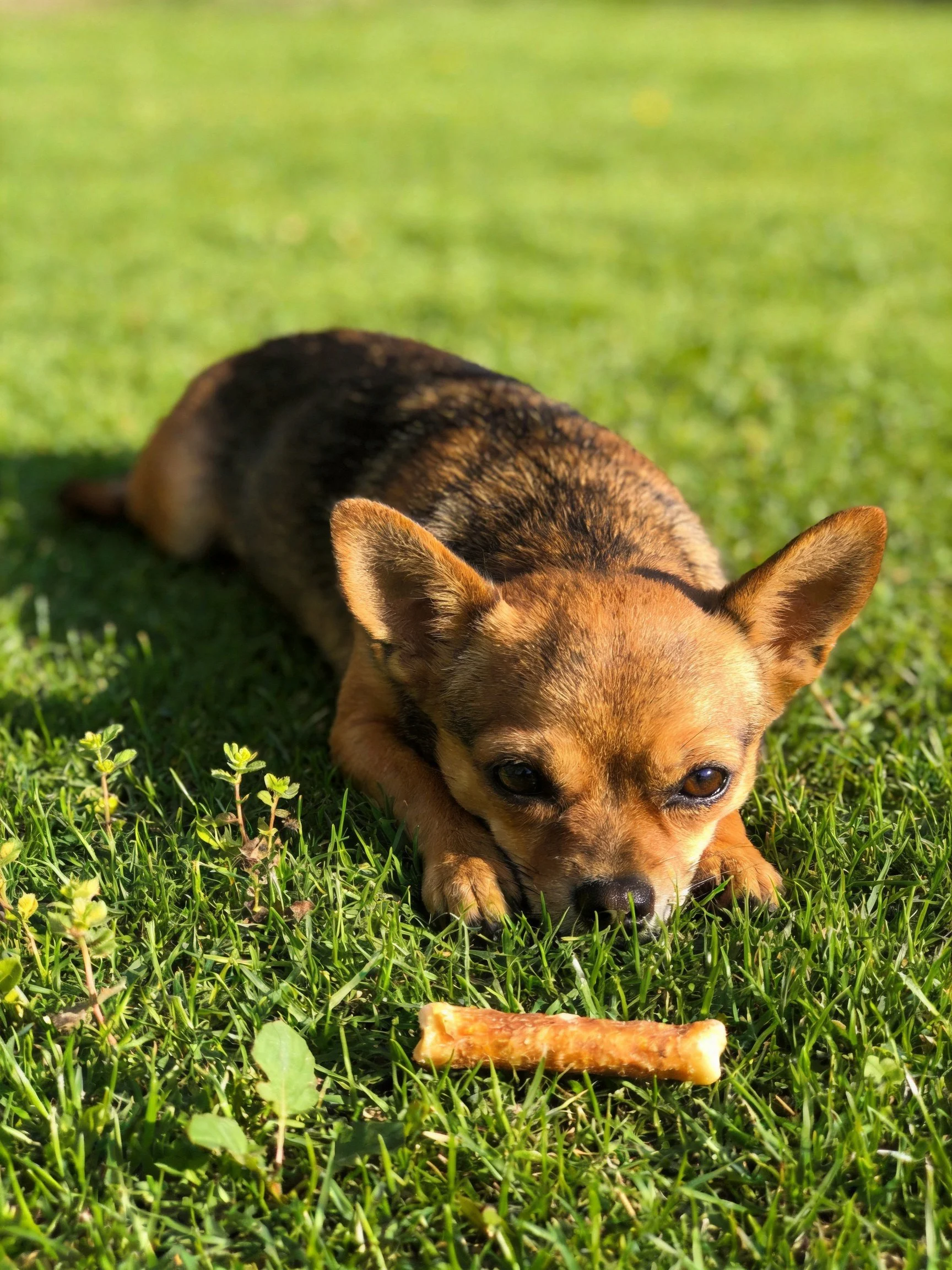 A small brown dog lies on grass next to a bone - shaped snack