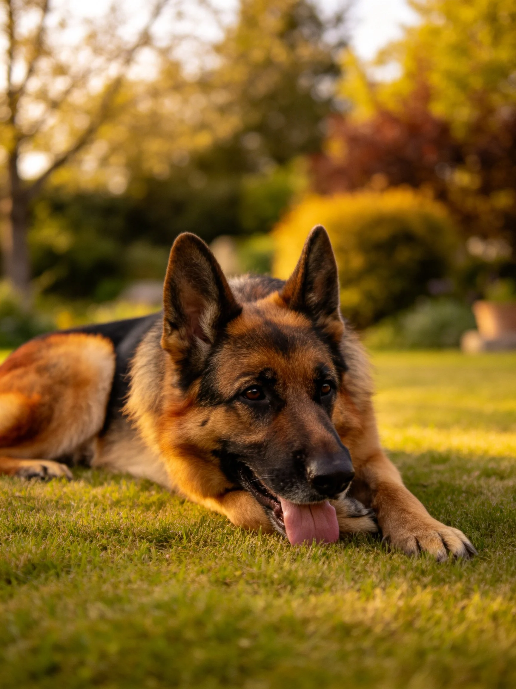 A German Shepherd relaxes on grass in a sunlit outdoor space.