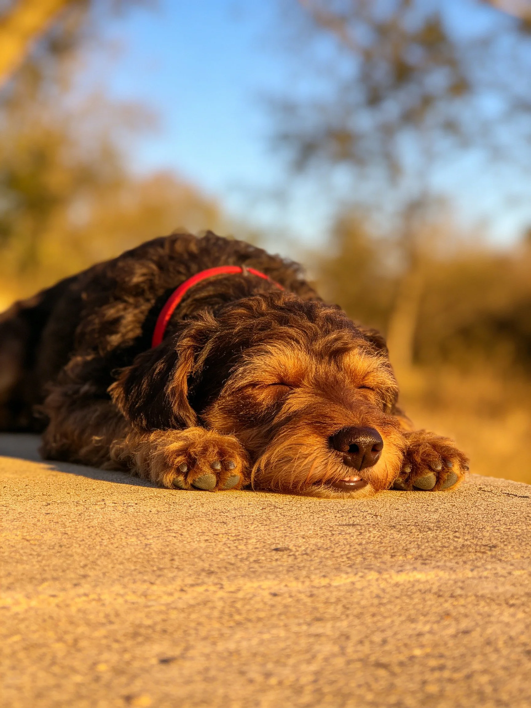 A brown and black curly-haired dog sleeps contentedly on a smooth concrete area.