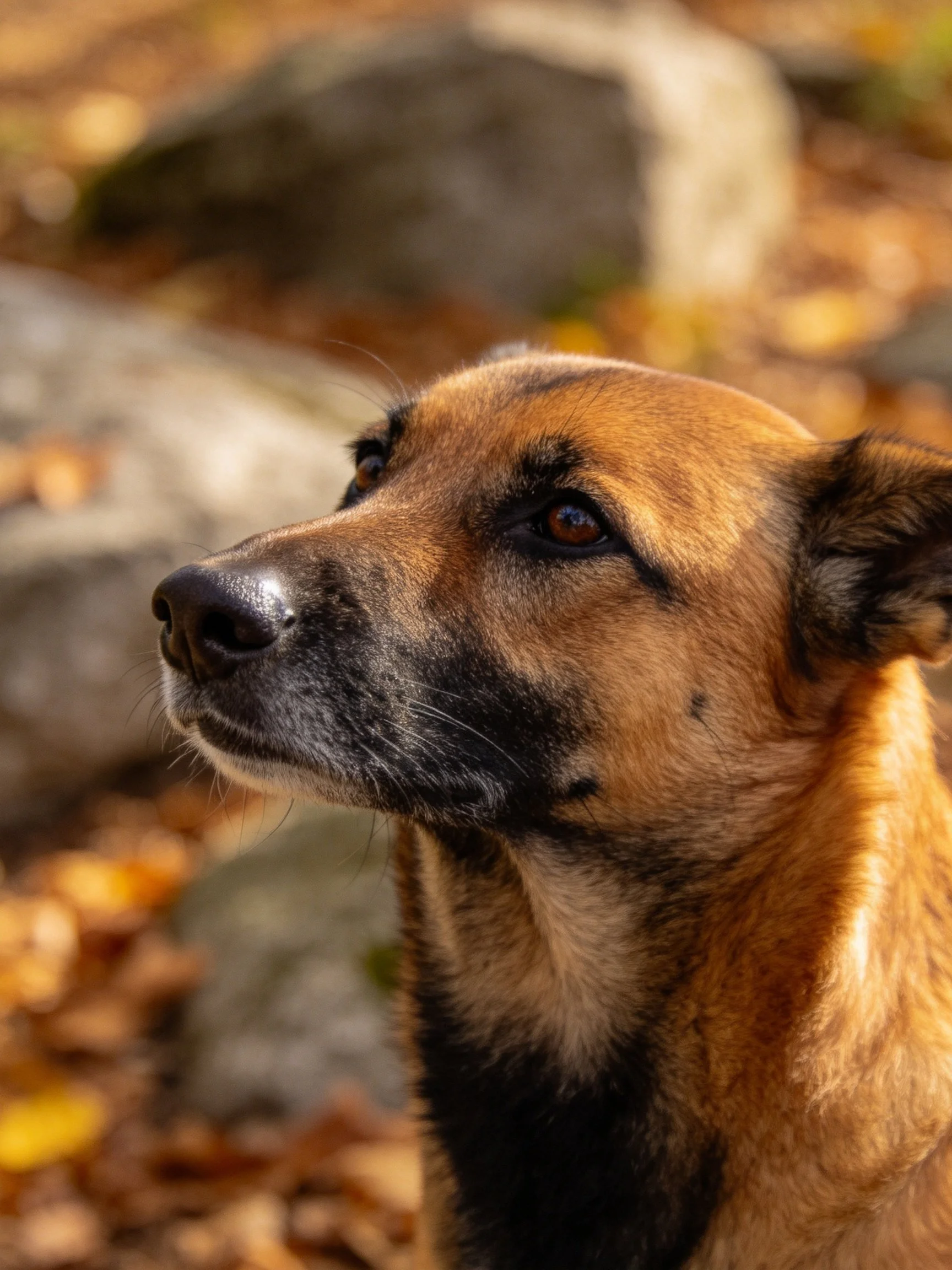 A brown and black dog gazes thoughtfully amid rocky terrain and autumn foliage