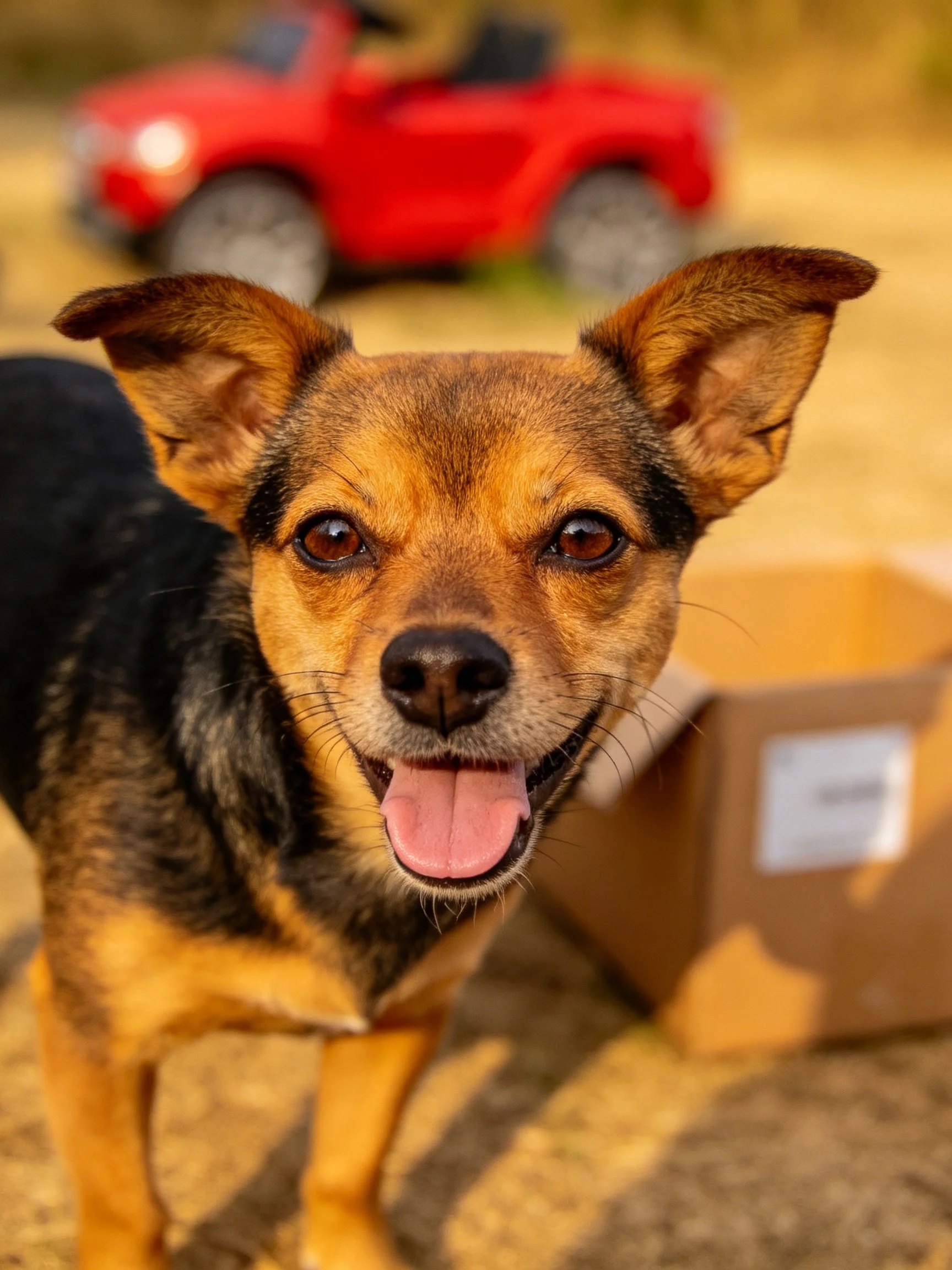A cheerful brown and black dog stands near a red vehicle and cardboard box.