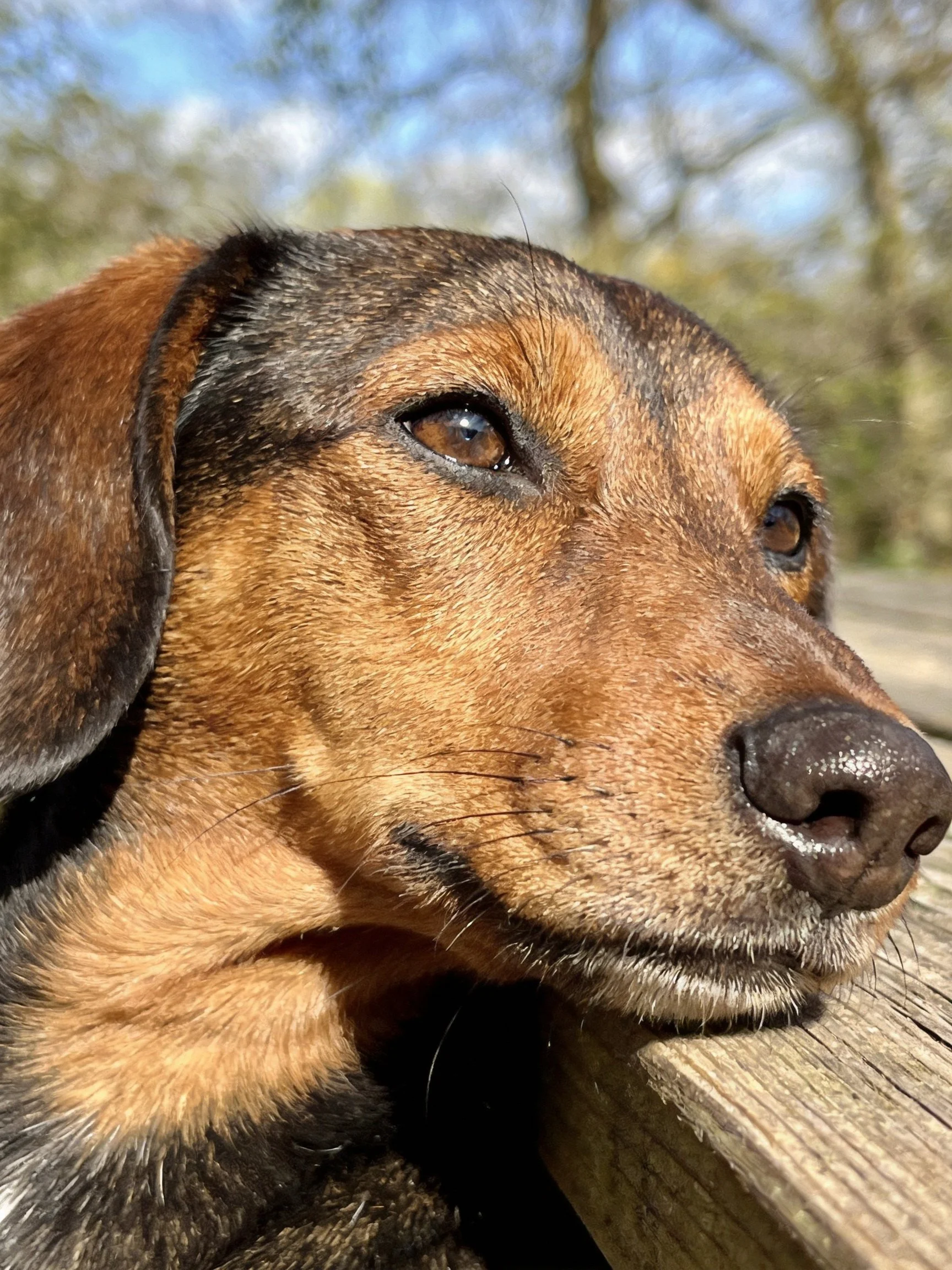 A brown and black dog rests on a wooden surface outdoors