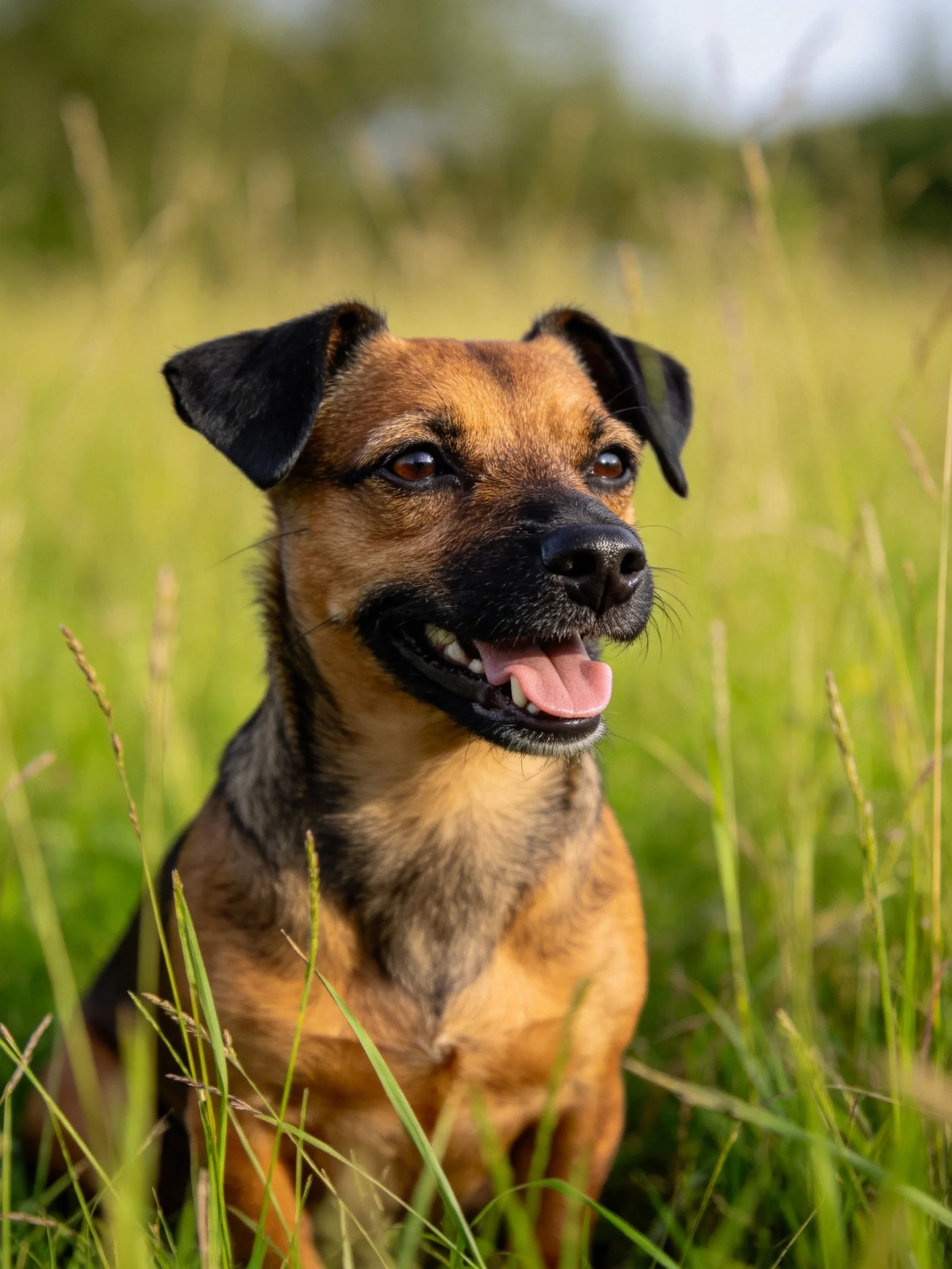 A brown and black dog sits calmly in a grassy field.