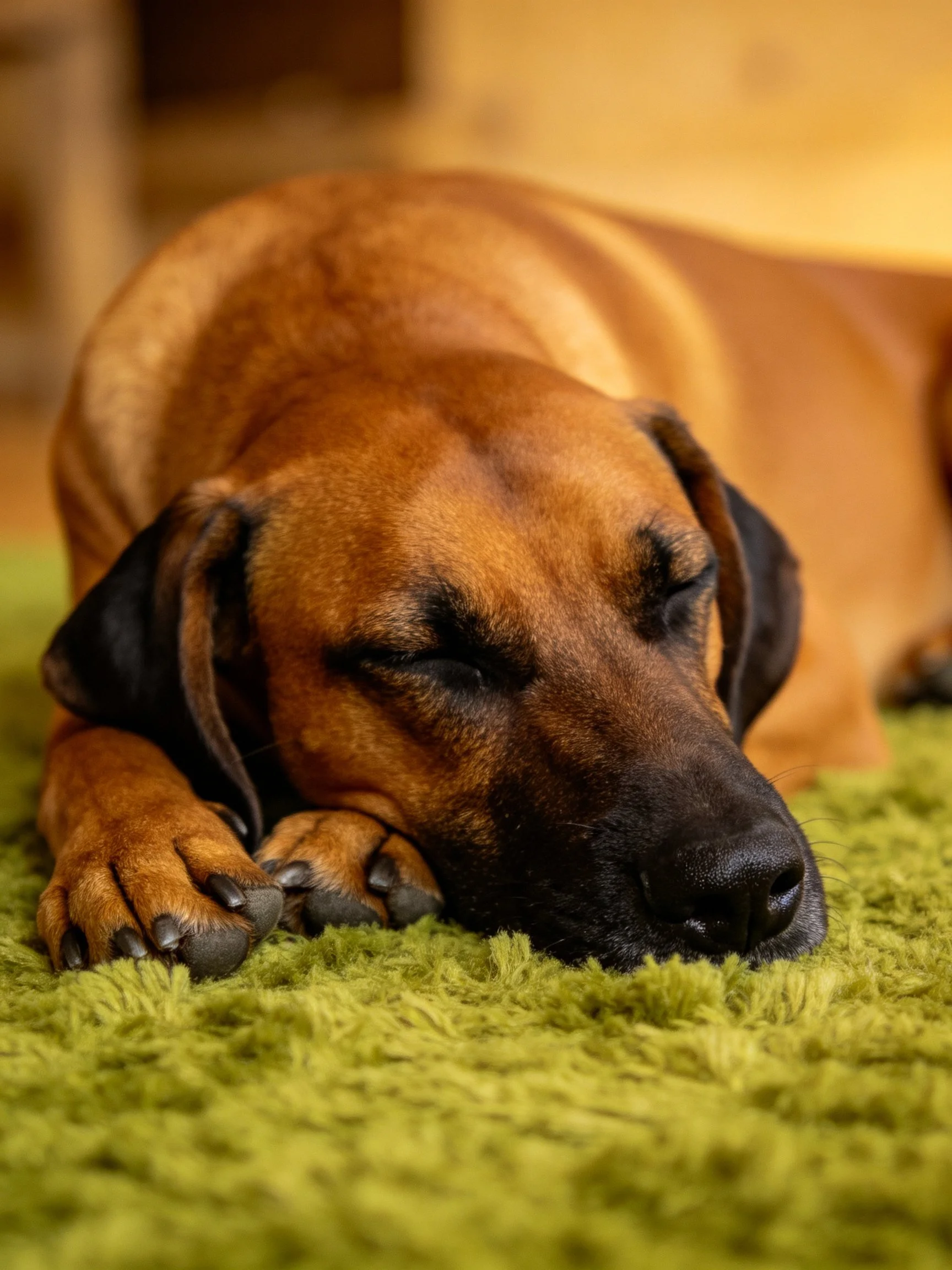 A brown and black dog sleeping on a green shaggy carpet
