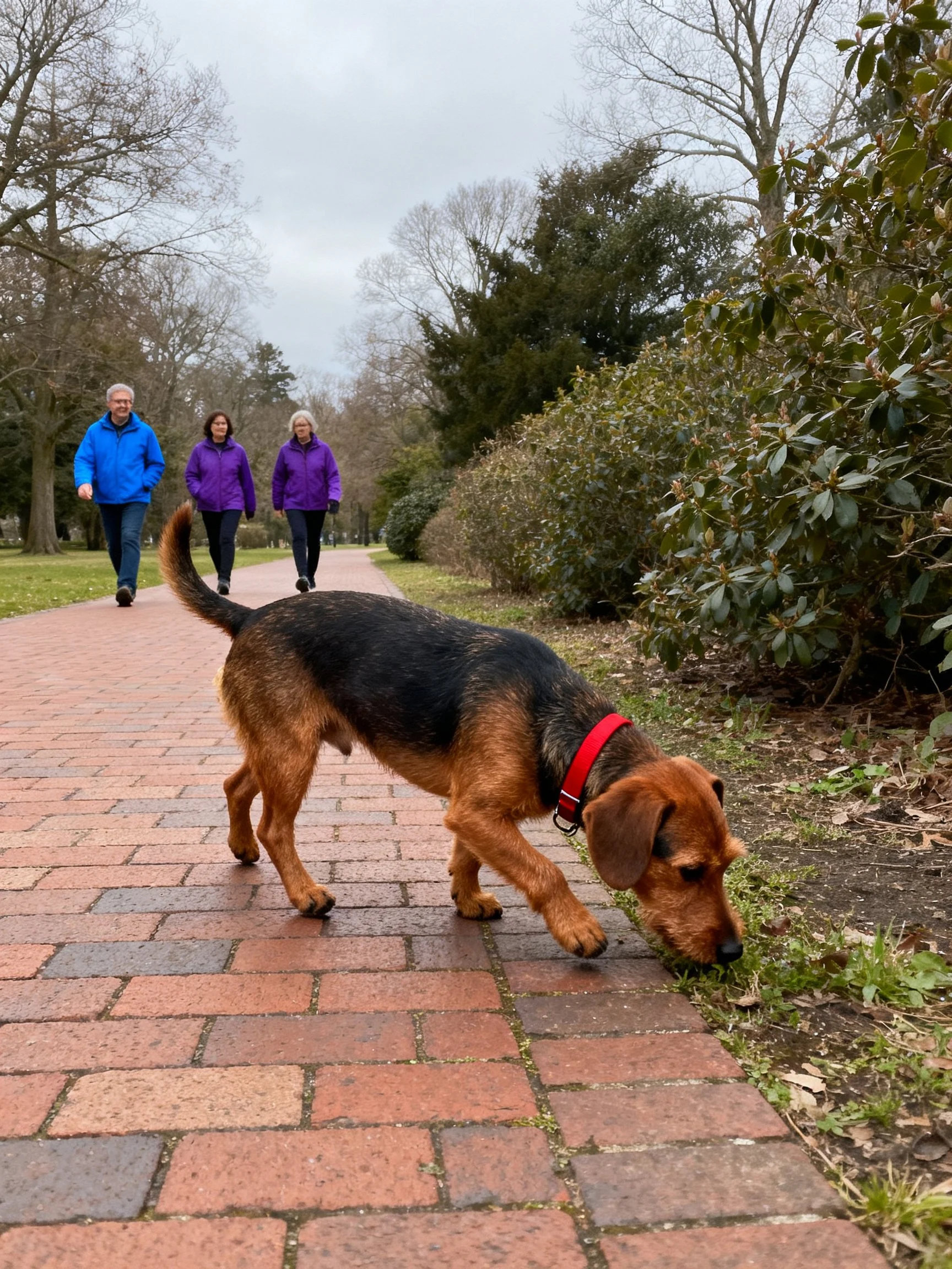 A brown and black dog sniffs near bushes on a brick path with three walkers