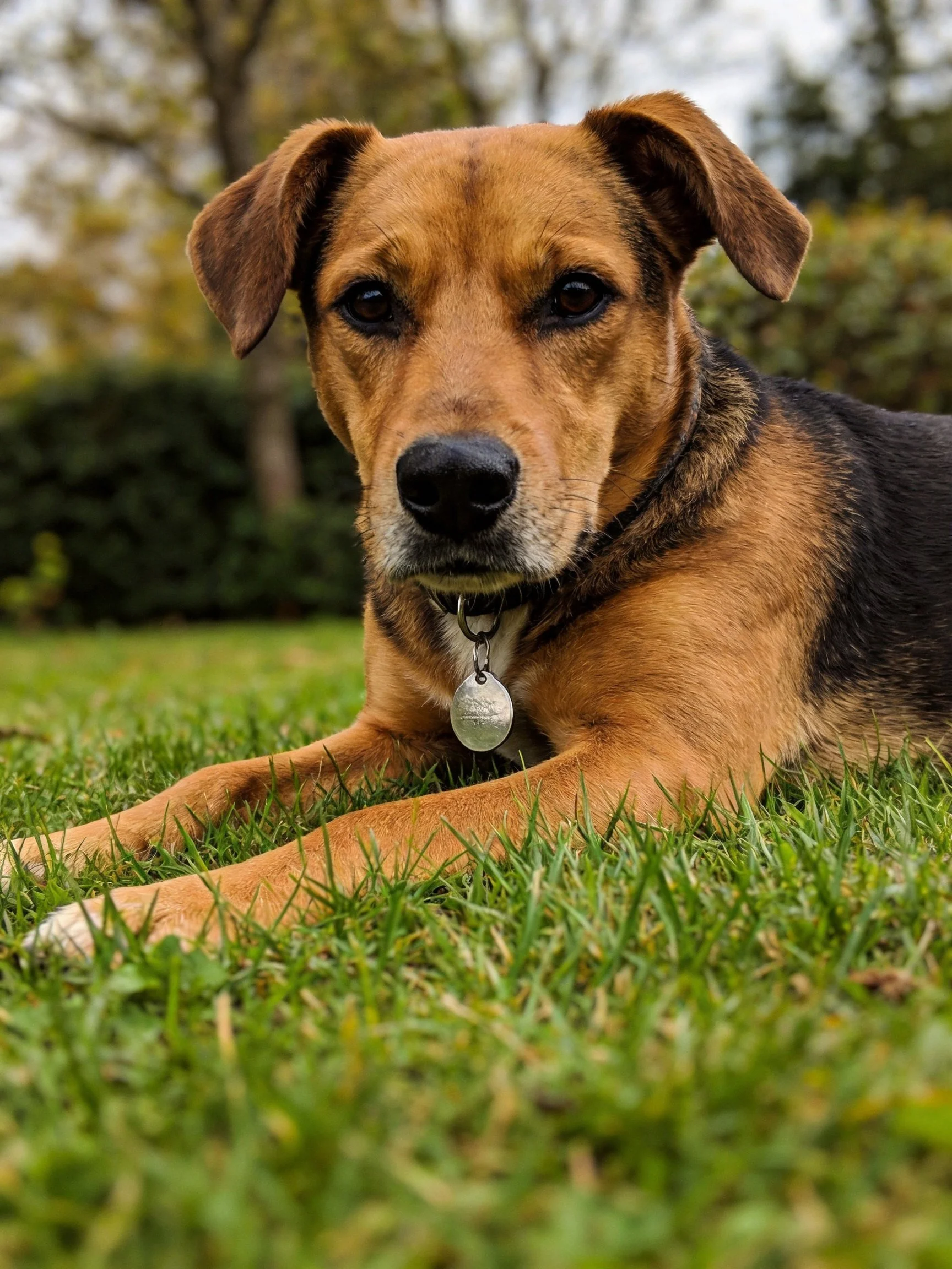 A brown and black mixed-breed dog rests on green grass