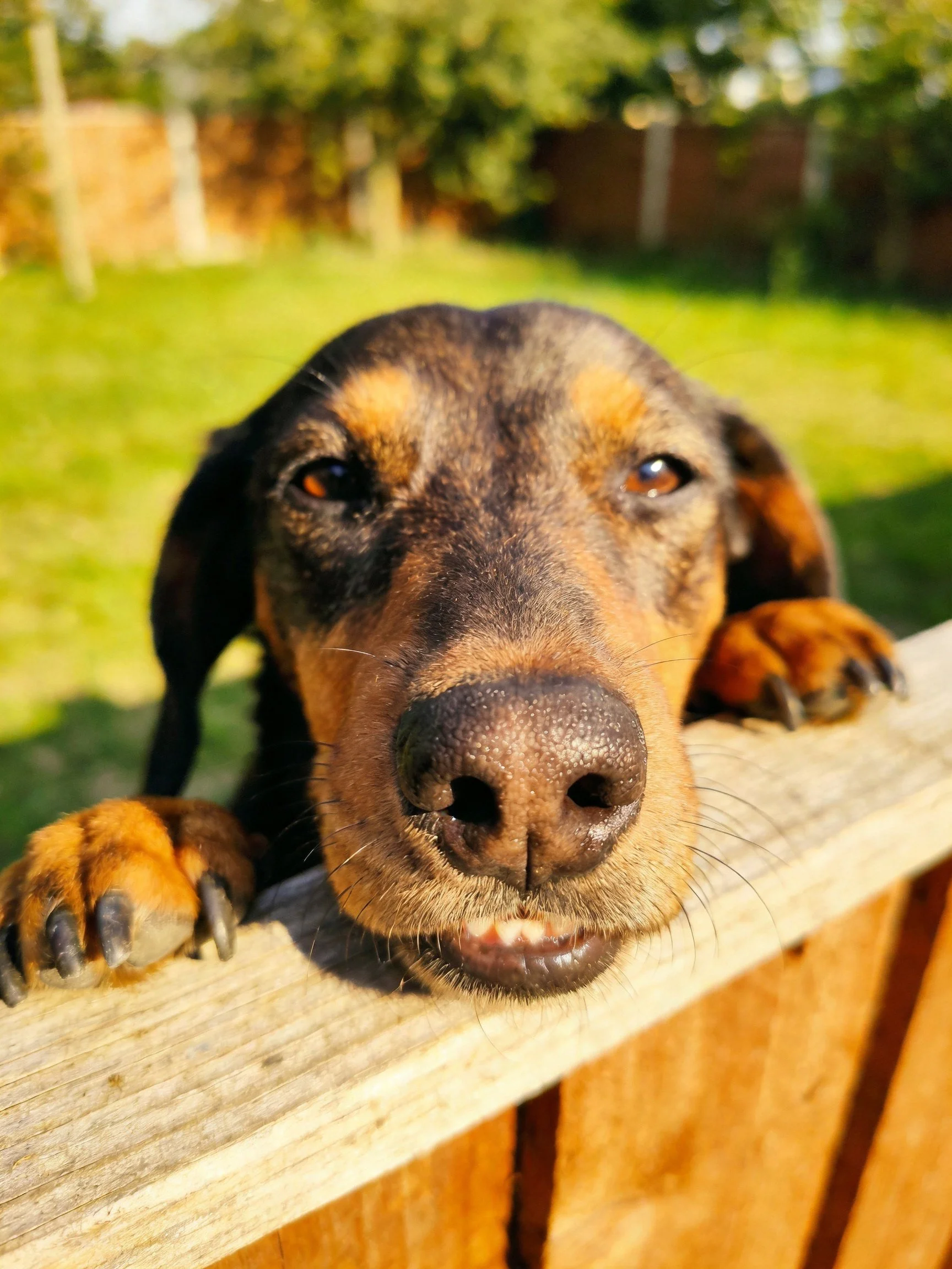 A brown and tan dog peers over a wooden fence in a sunny yard.