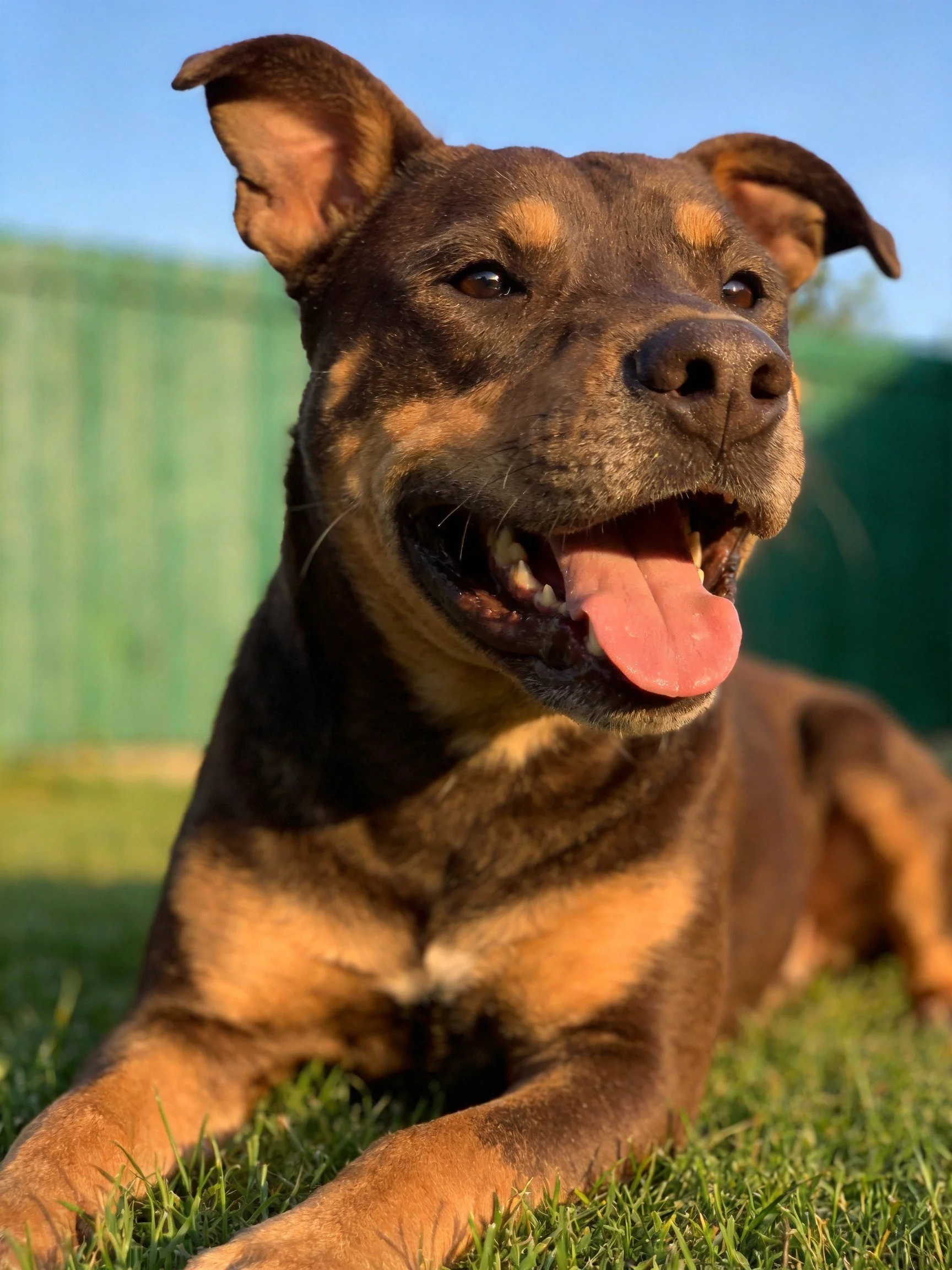 A brown and tan dog resting on grass near a green fence