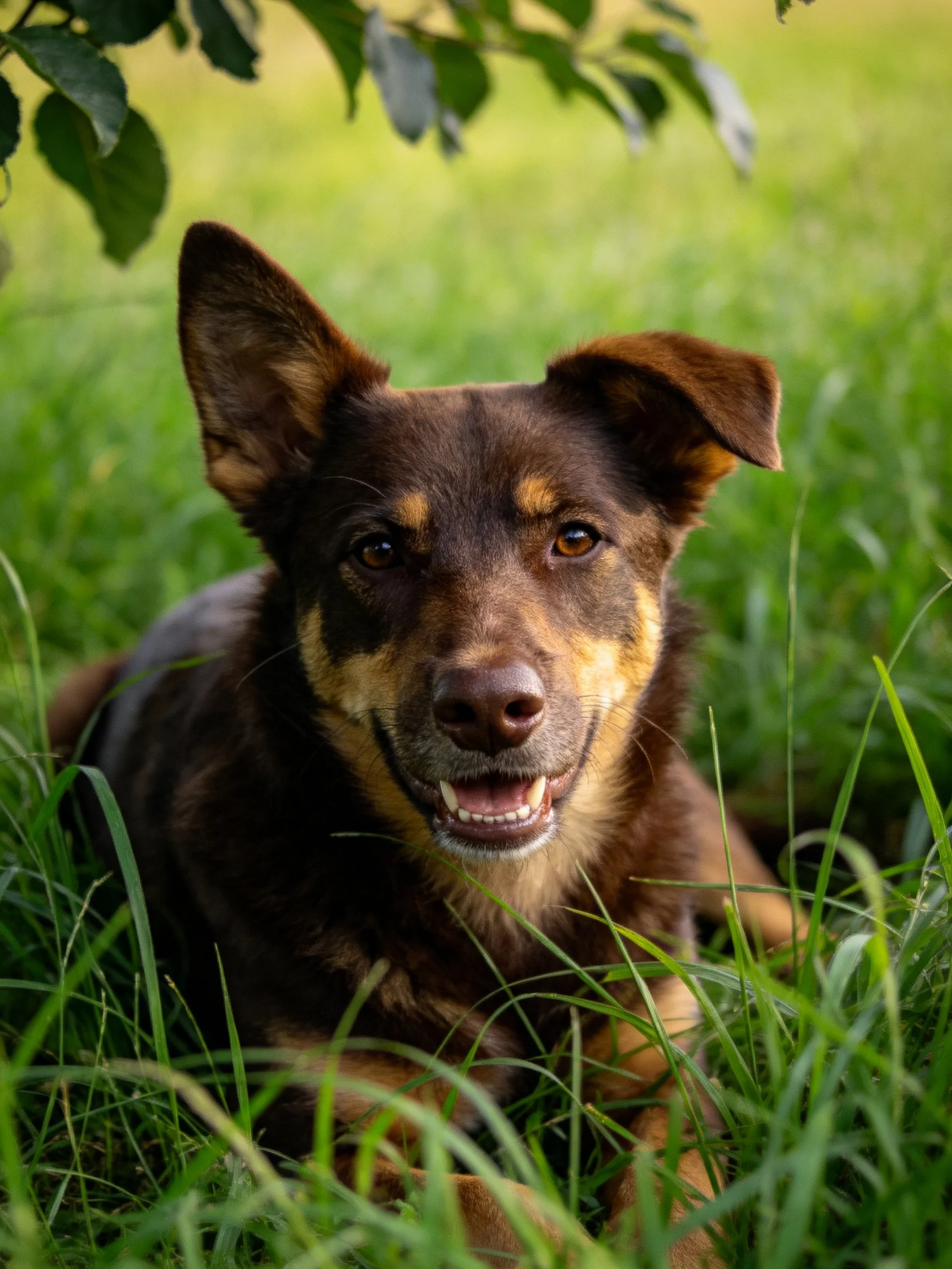 A brown and tan dog lies contentedly among tall green grass in an outdoor setting