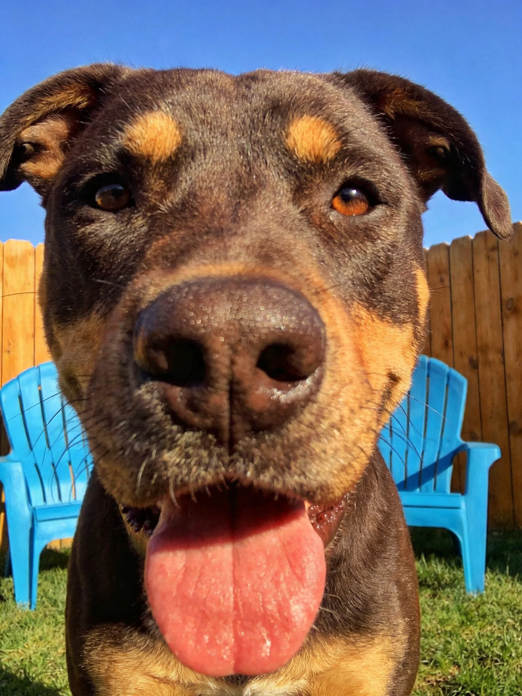 A brown and tan dog stands near blue plastic chairs with its mouth open.