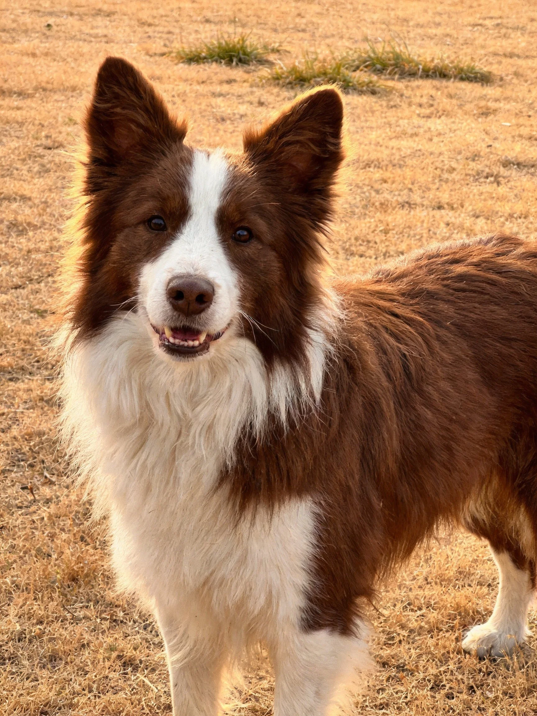 A brown and white Border Collie stands on dry grass in a sunlit outdoor area.