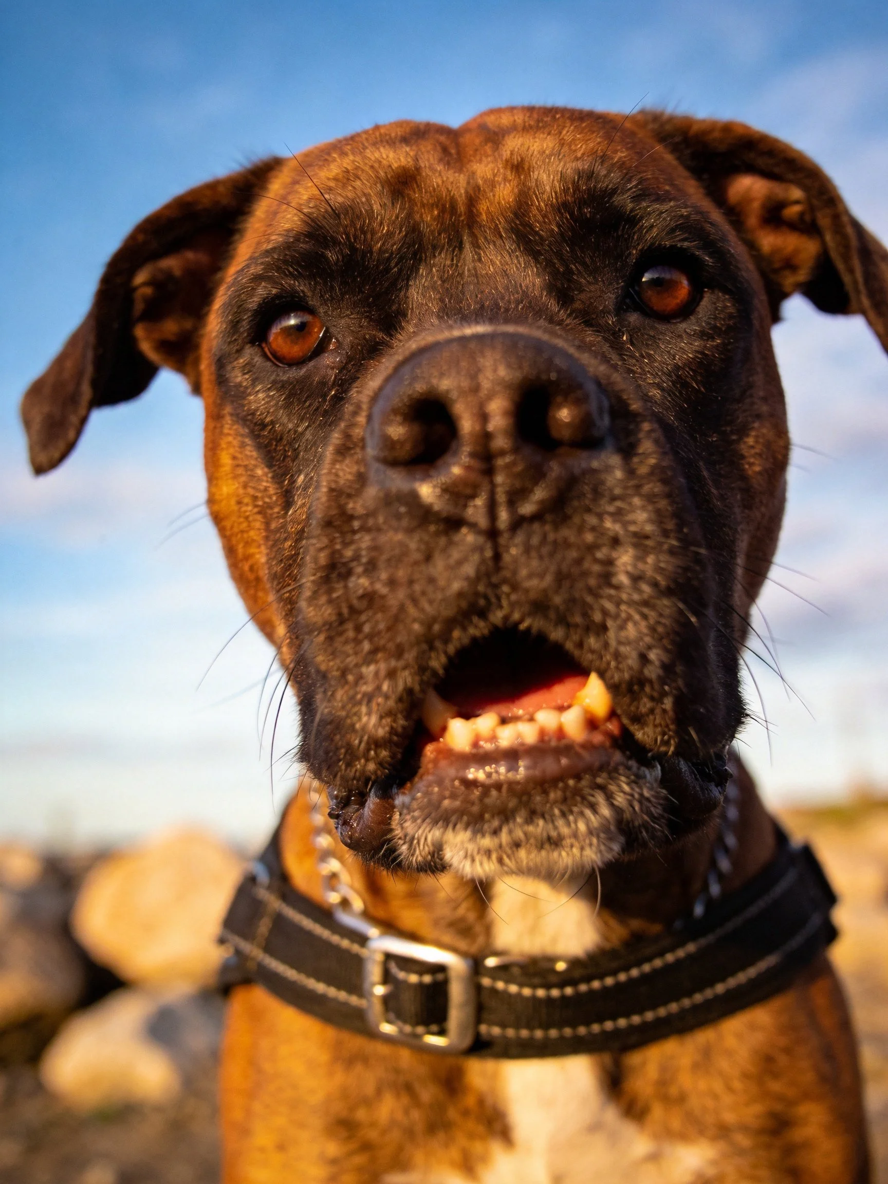 A brown and white Boxer dog in a black harness outdoors