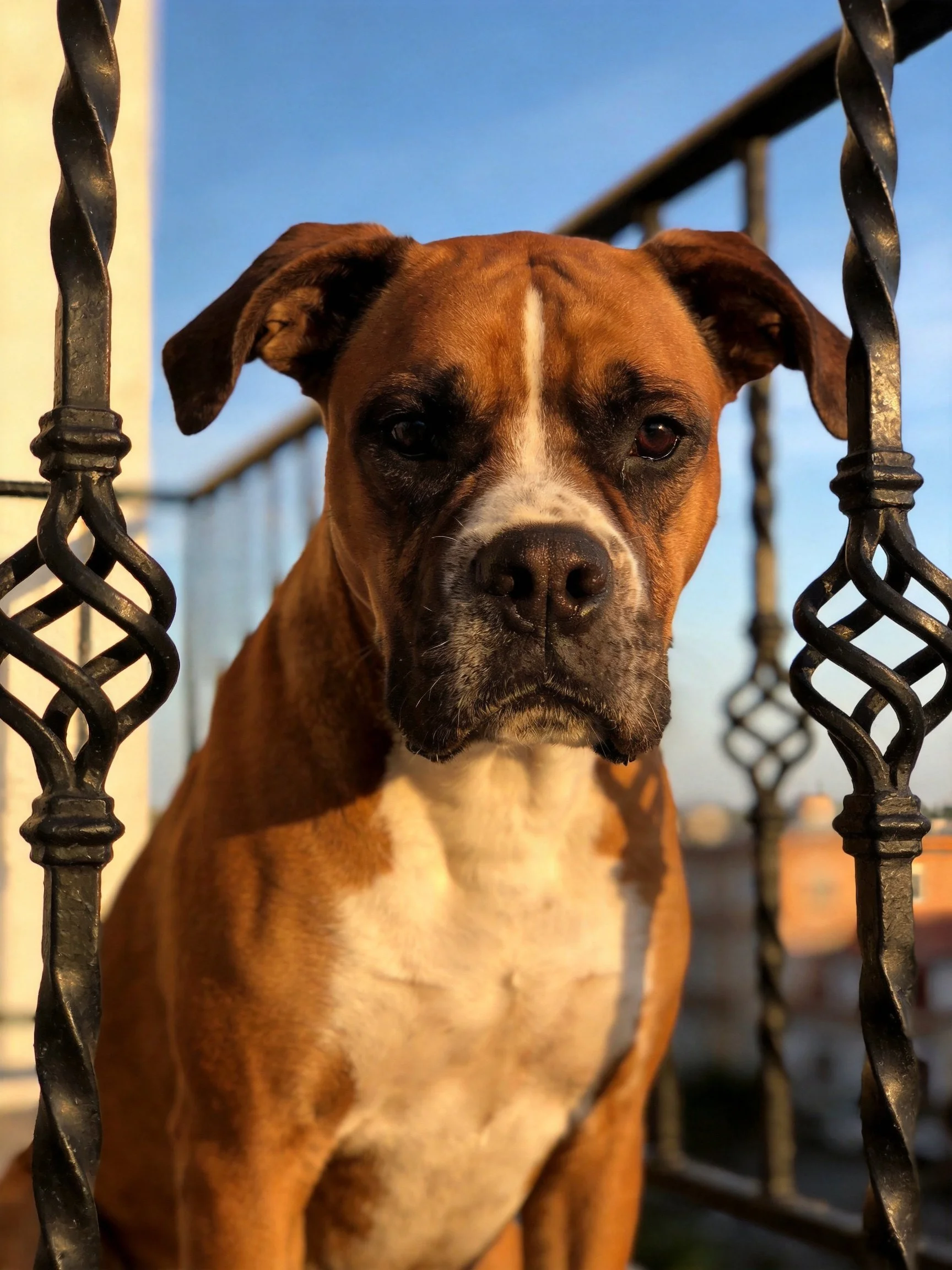 A brown and white Boxer dog near ornate black metal railings