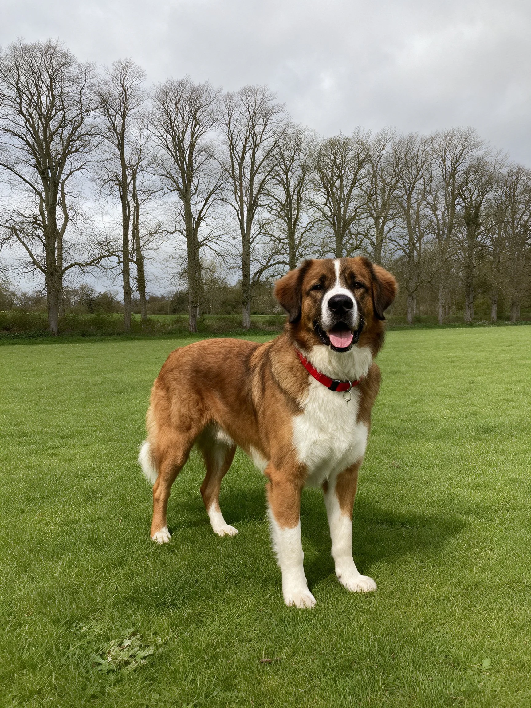 A brown and white Saint Bernard stands on lush green grass near bare trees