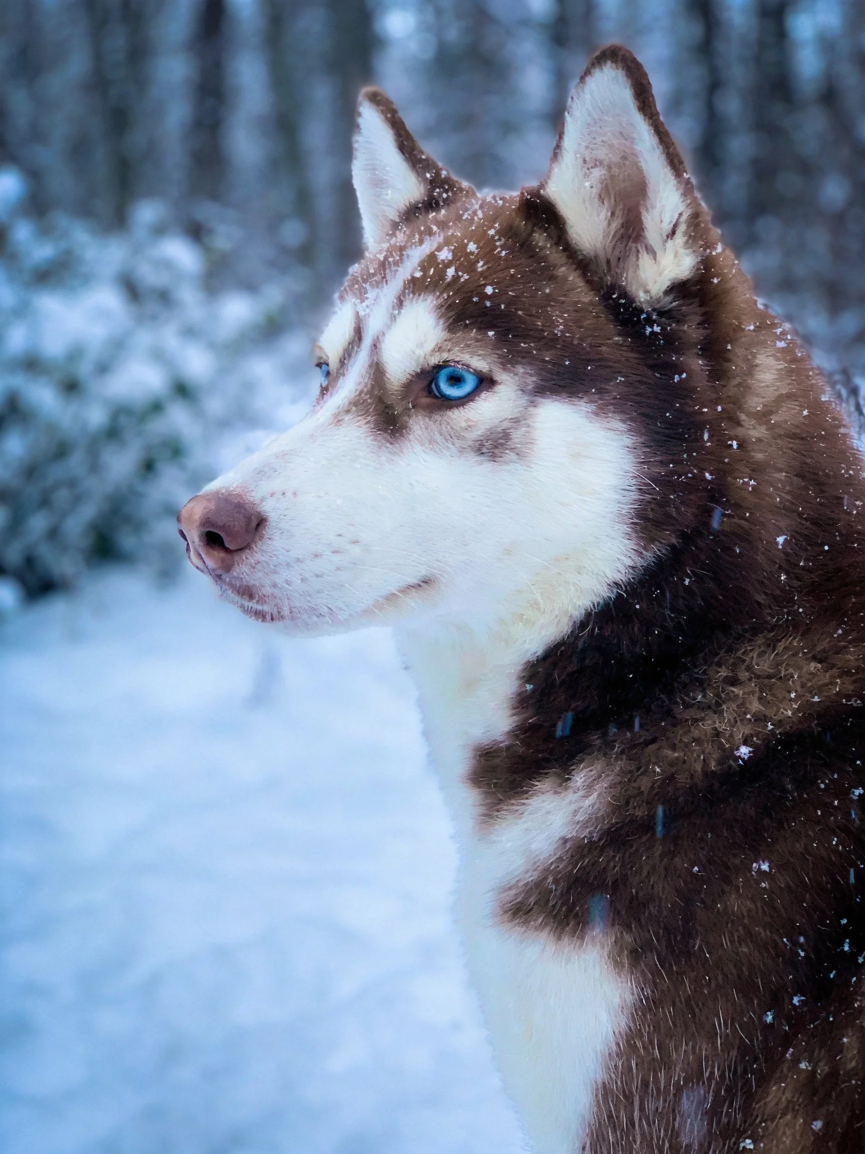 A Siberian Husky with blue eyes stands in a snowy forest setting.
