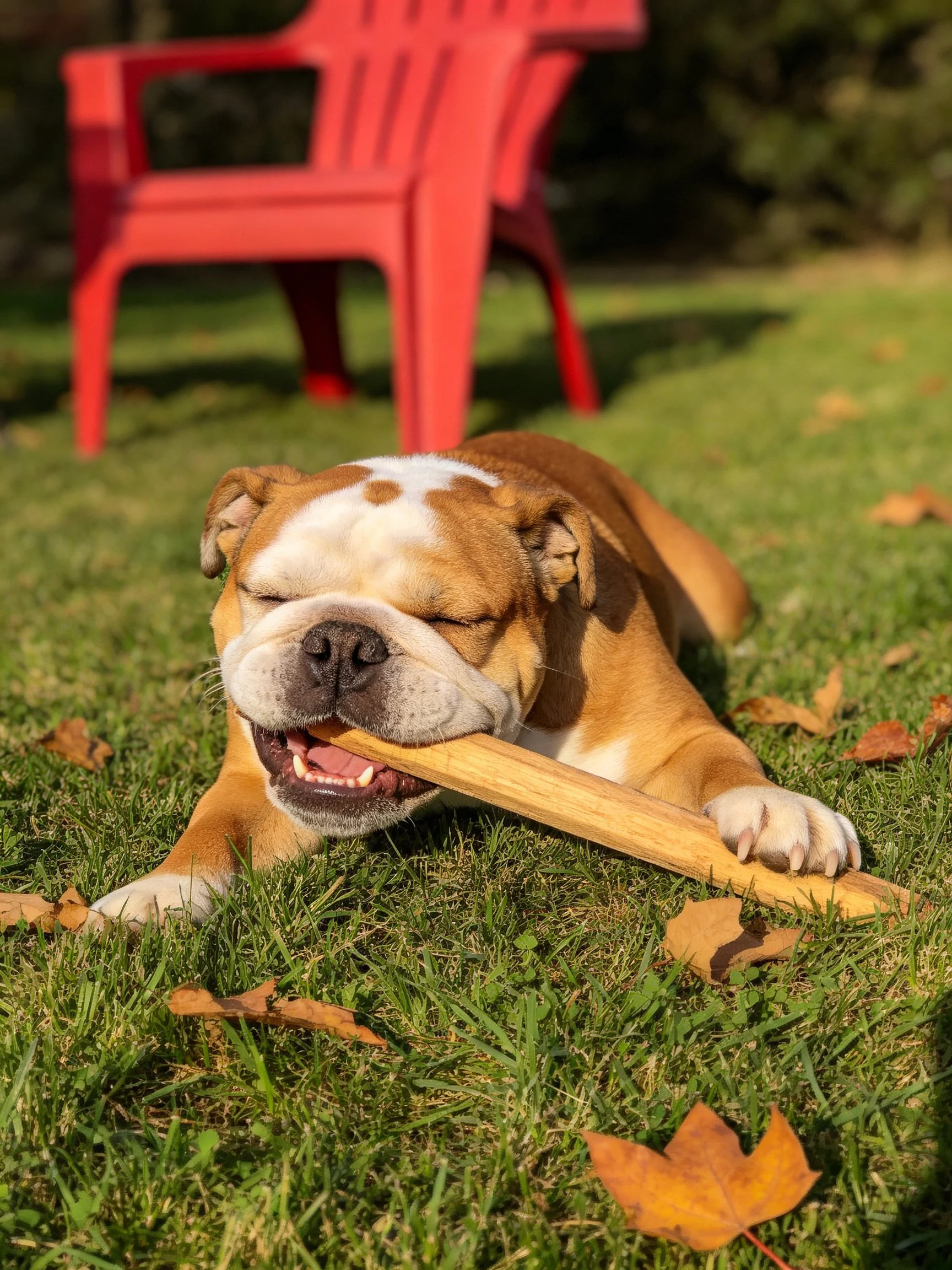 A brown and white bulldog chews a wooden stick on green grass near a red chair