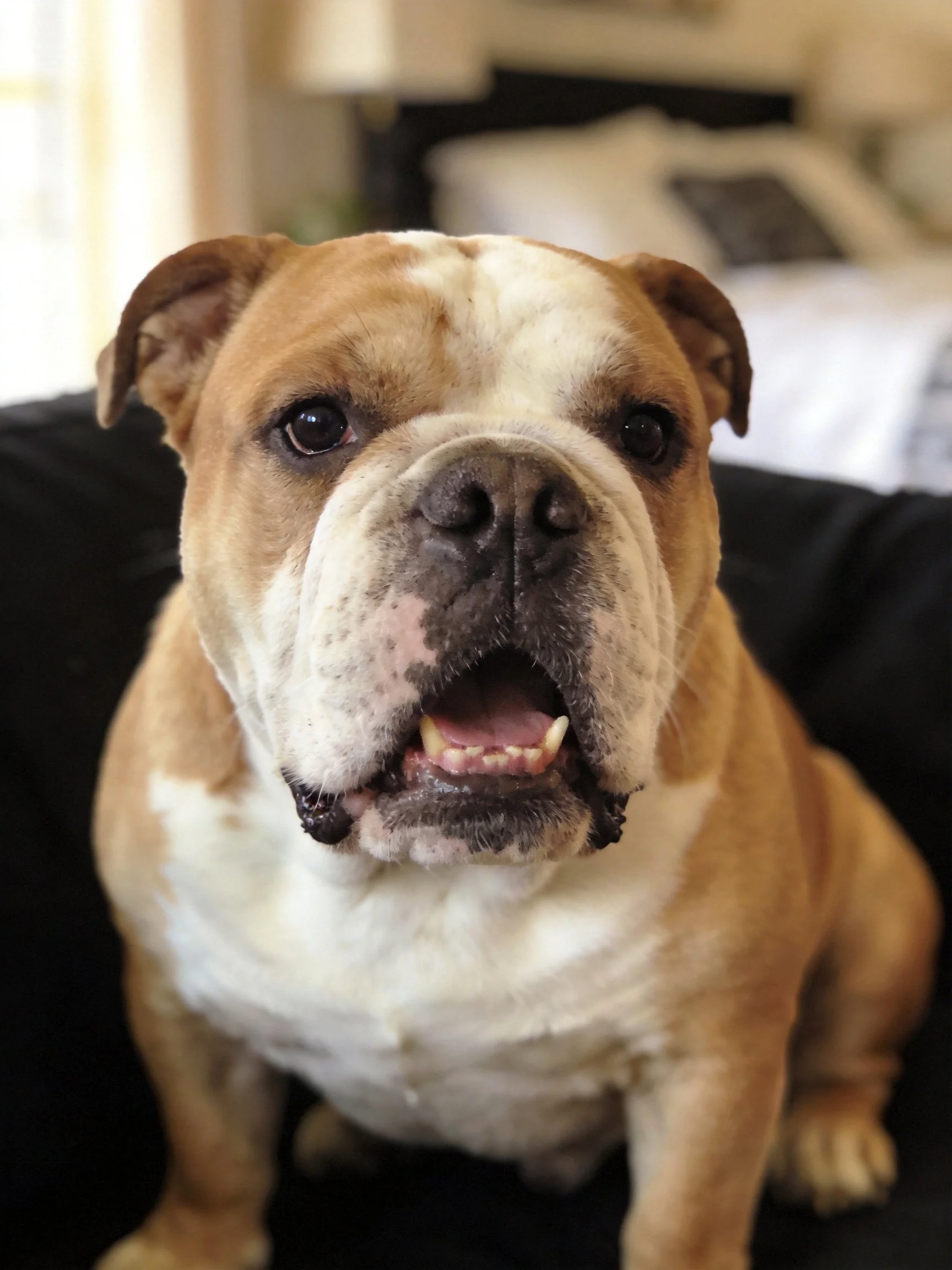 A brown and white bulldog sits with its mouth open in a cozy indoor setting.