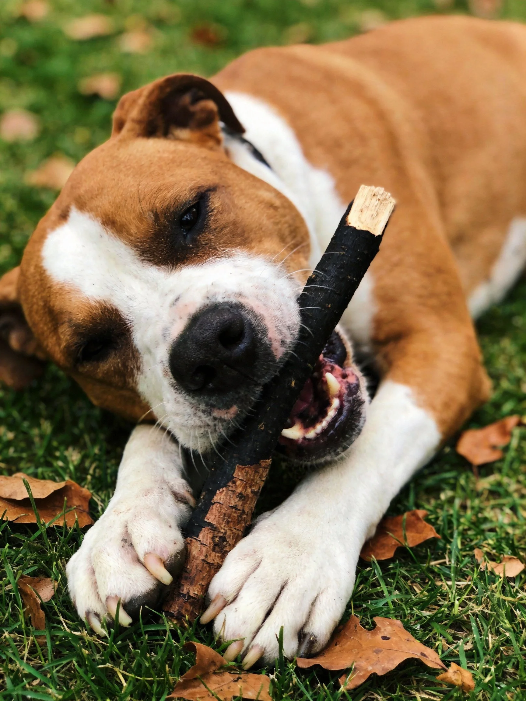 A brown and white dog chews a dark wooden stick while resting on grass.