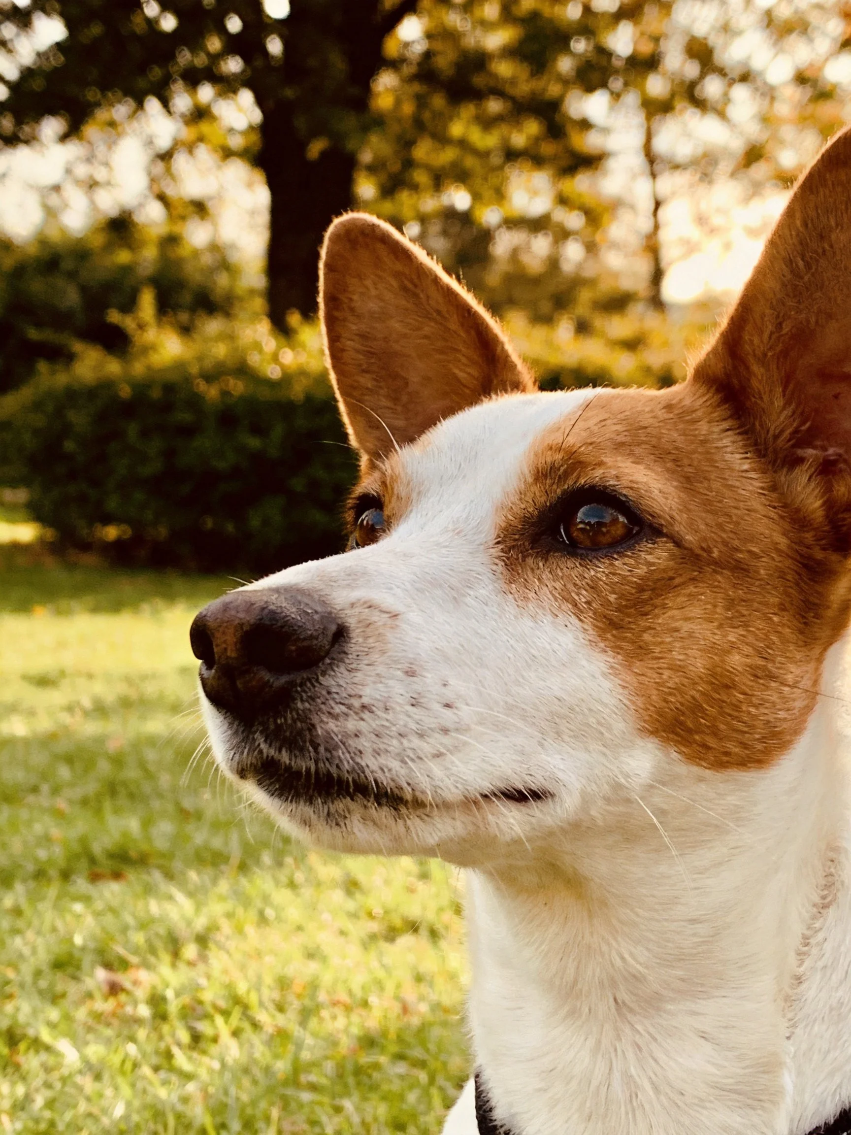 A brown and white dog gazes thoughtfully in a sunlit park