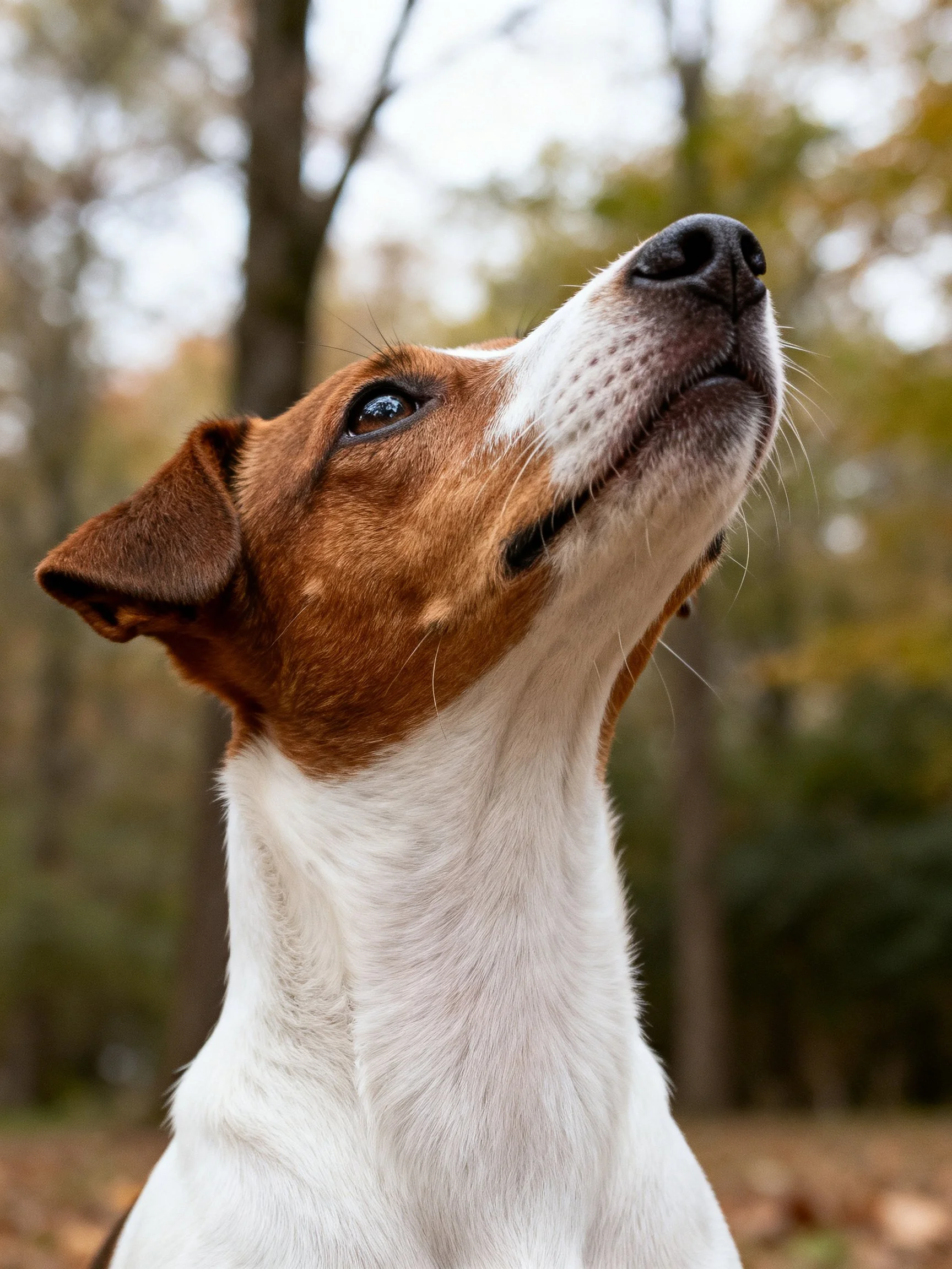 A brown and white dog gazes upward amid autumn trees