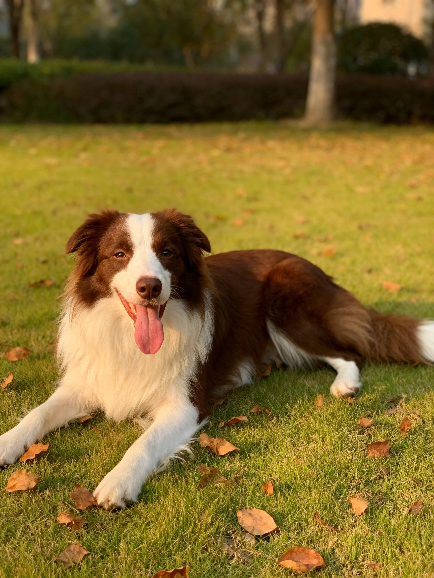 A brown and white dog lounges on a leaf - strewn grassy field