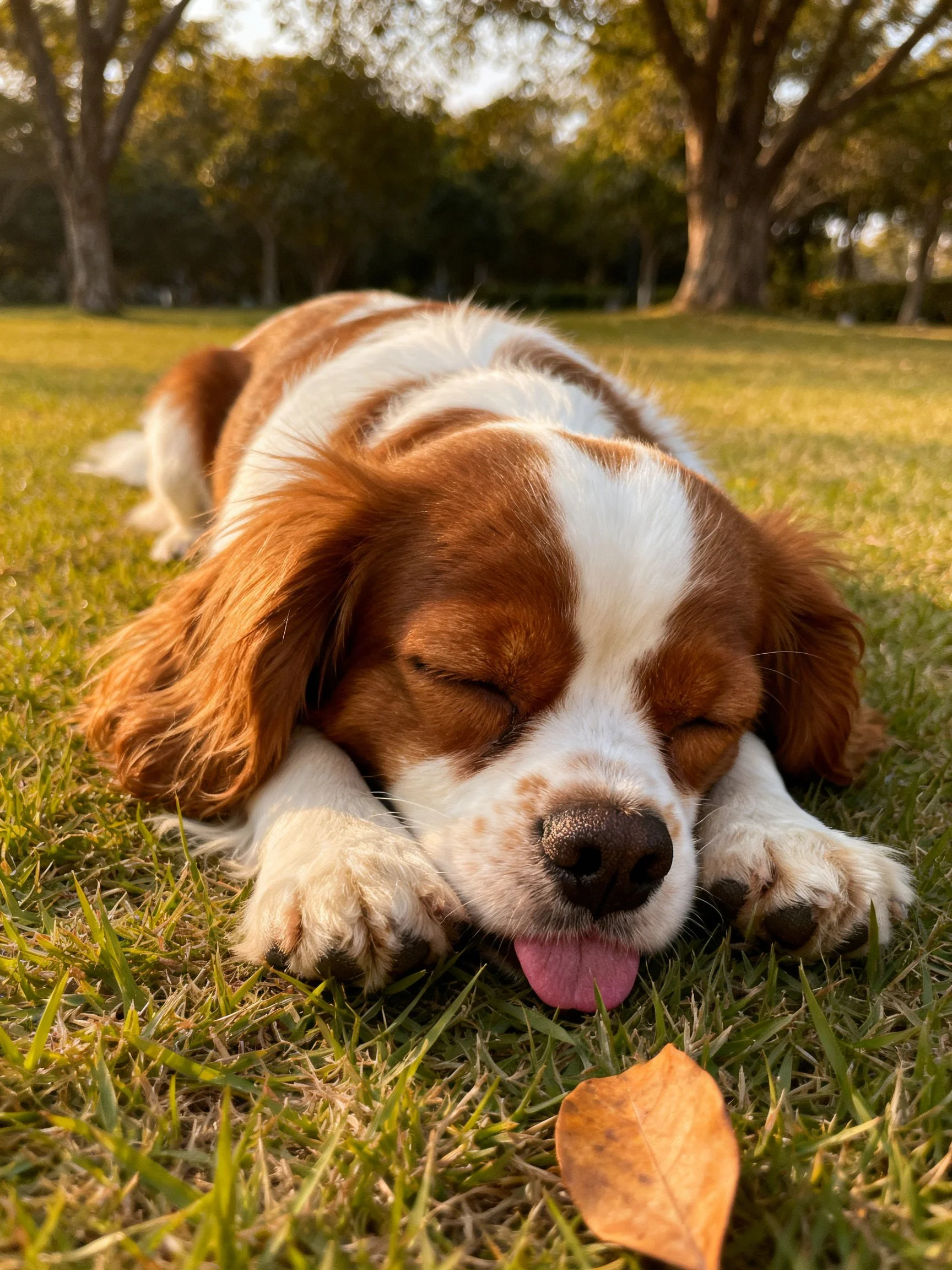 A brown and white dog napping on green grass near a fallen leaf