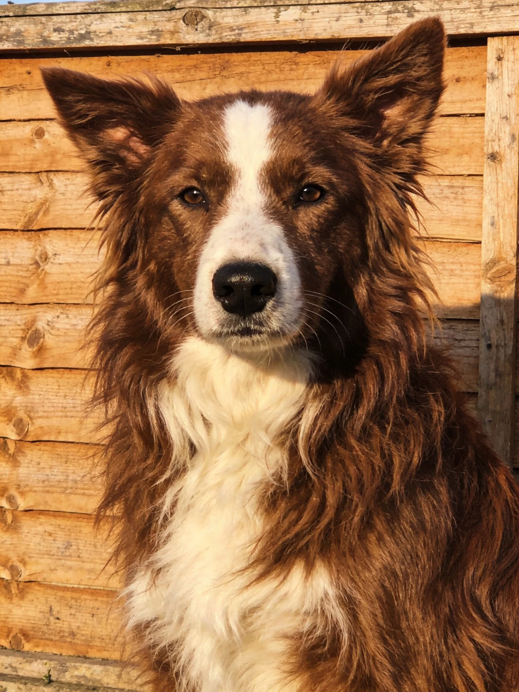 A brown and white dog poses against a wooden fence