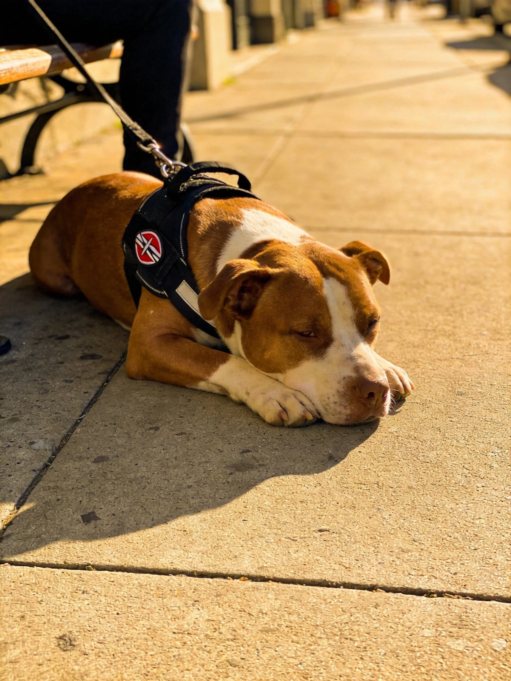 A brown and white dog lies calmly on a sunlit sidewalk while leashed.