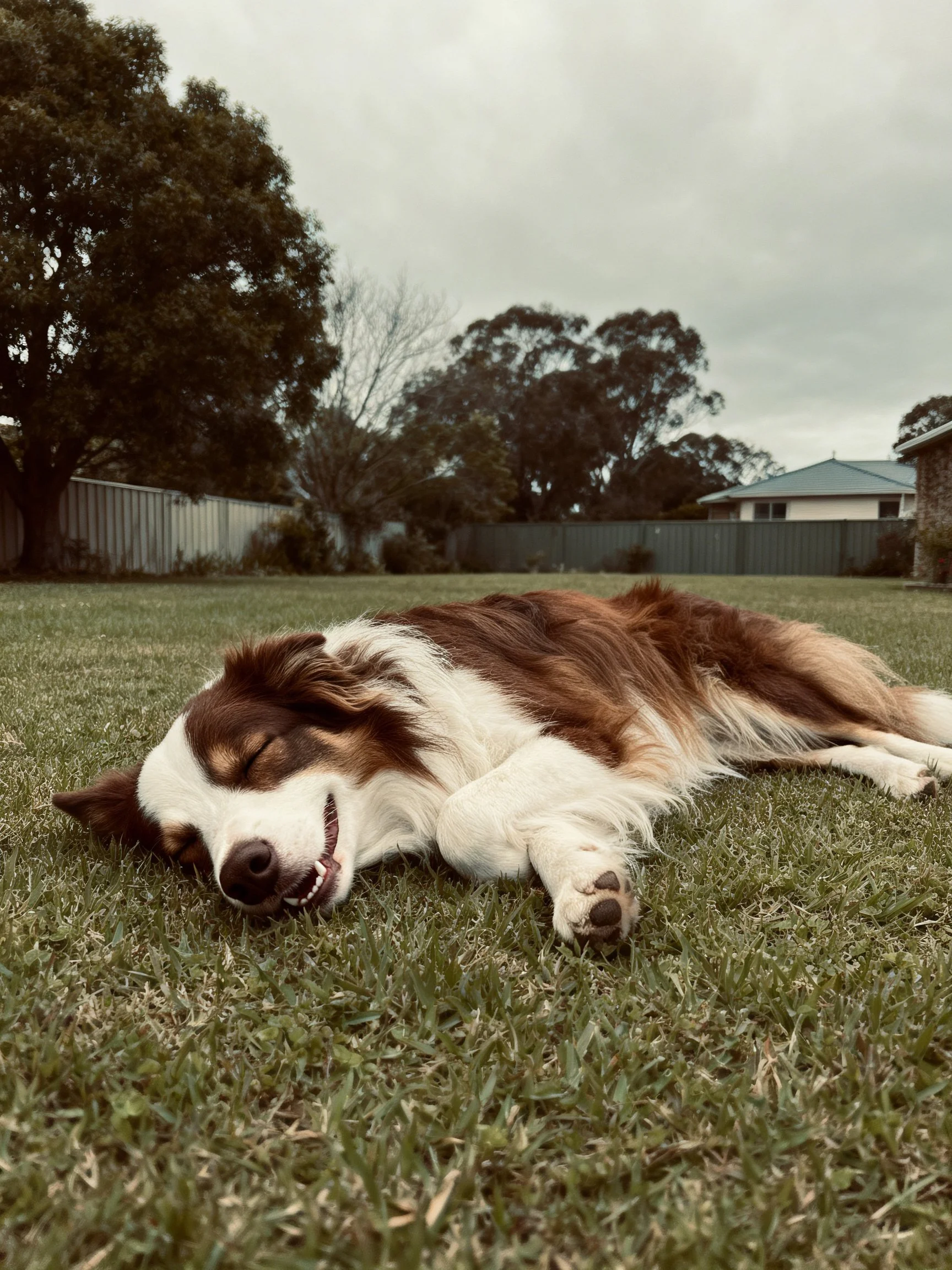 A brownand white dog relaxes on grass in a suburban outdoor space.