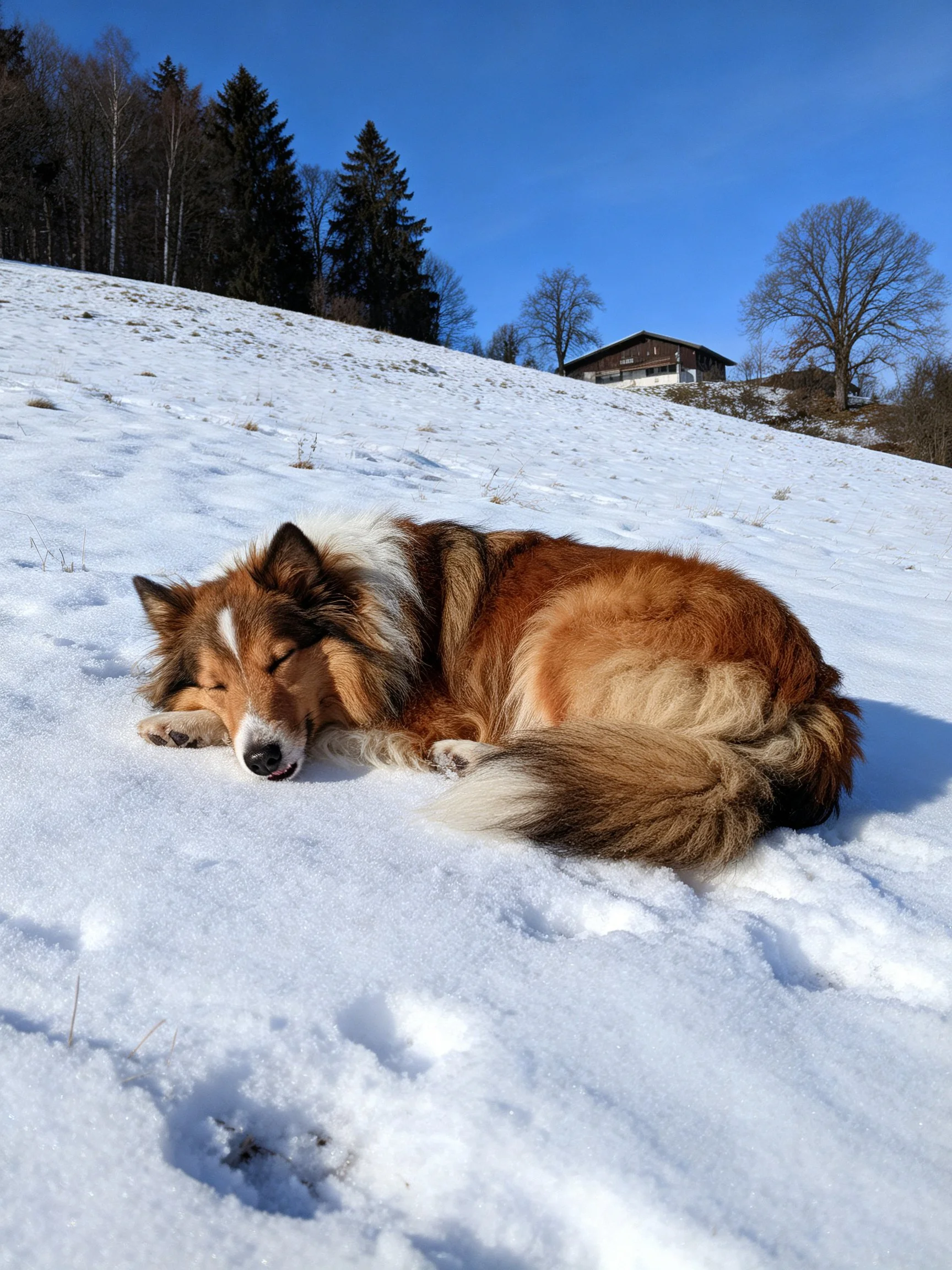 A dog sleeps on a snowy hillside with trees and a house in the background.