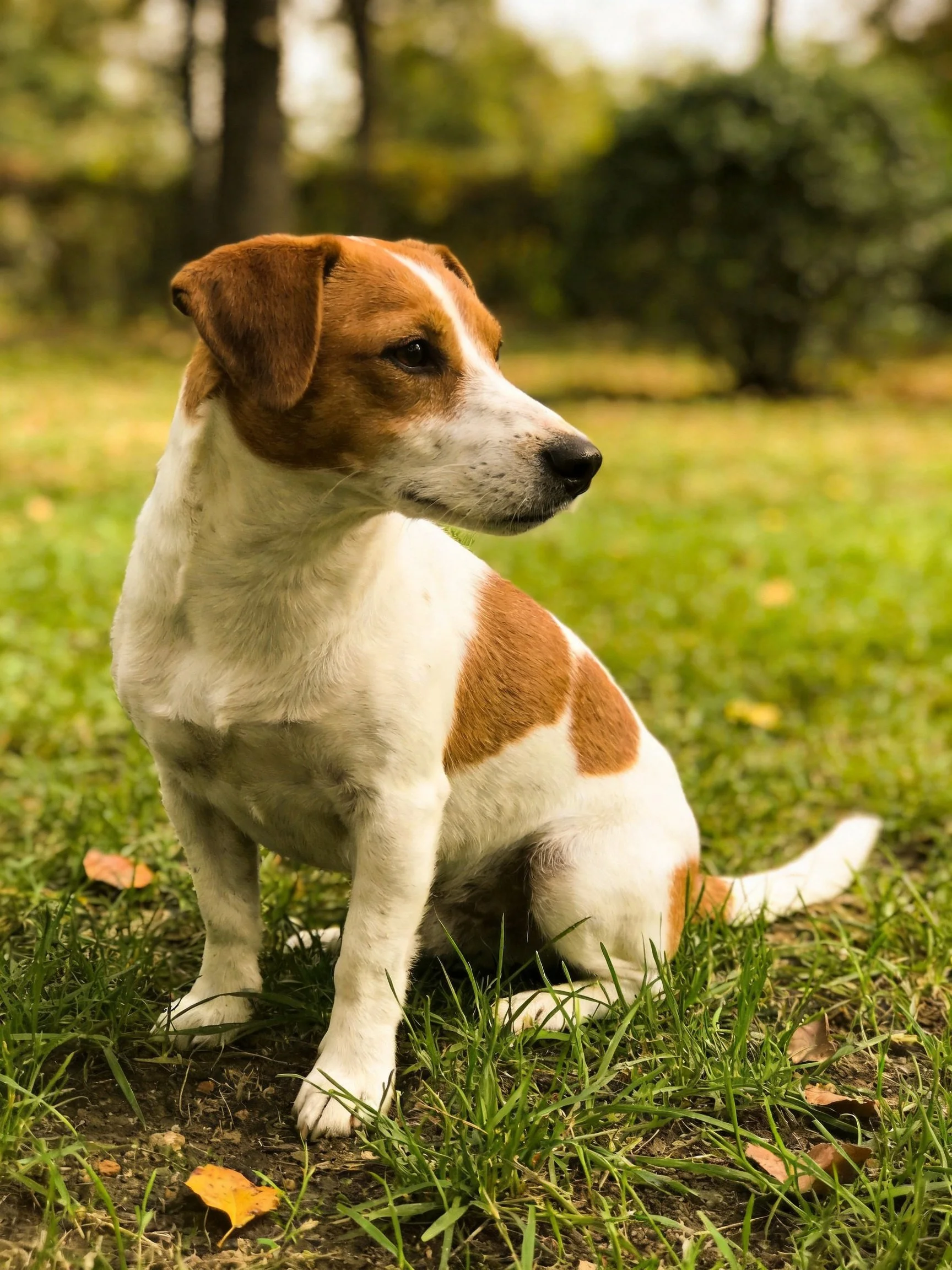 A brown and white dog sits attentively on grass in an outdoor setting