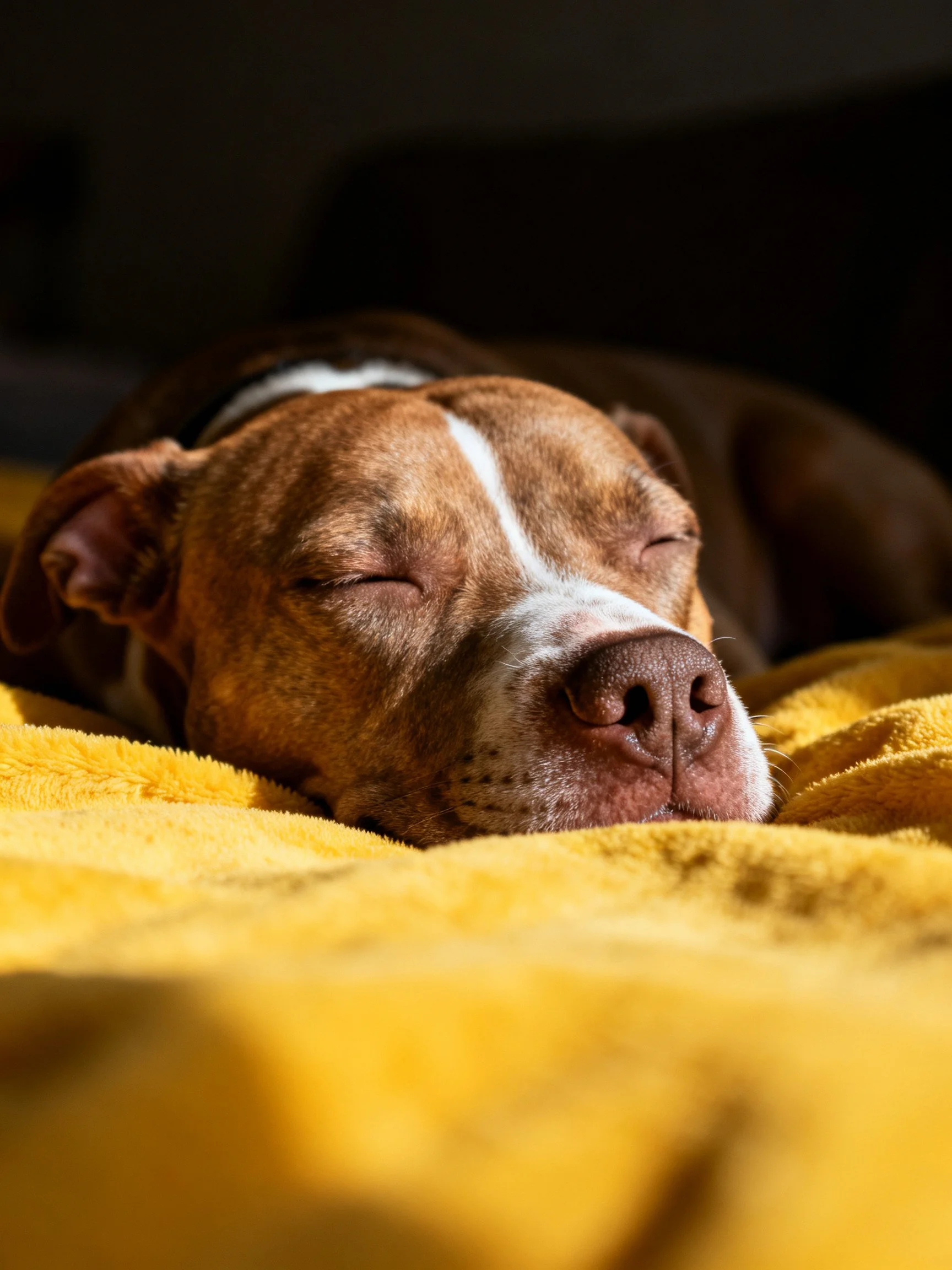 A brown and white dog sleeps on a yellow blanket with closed eyes